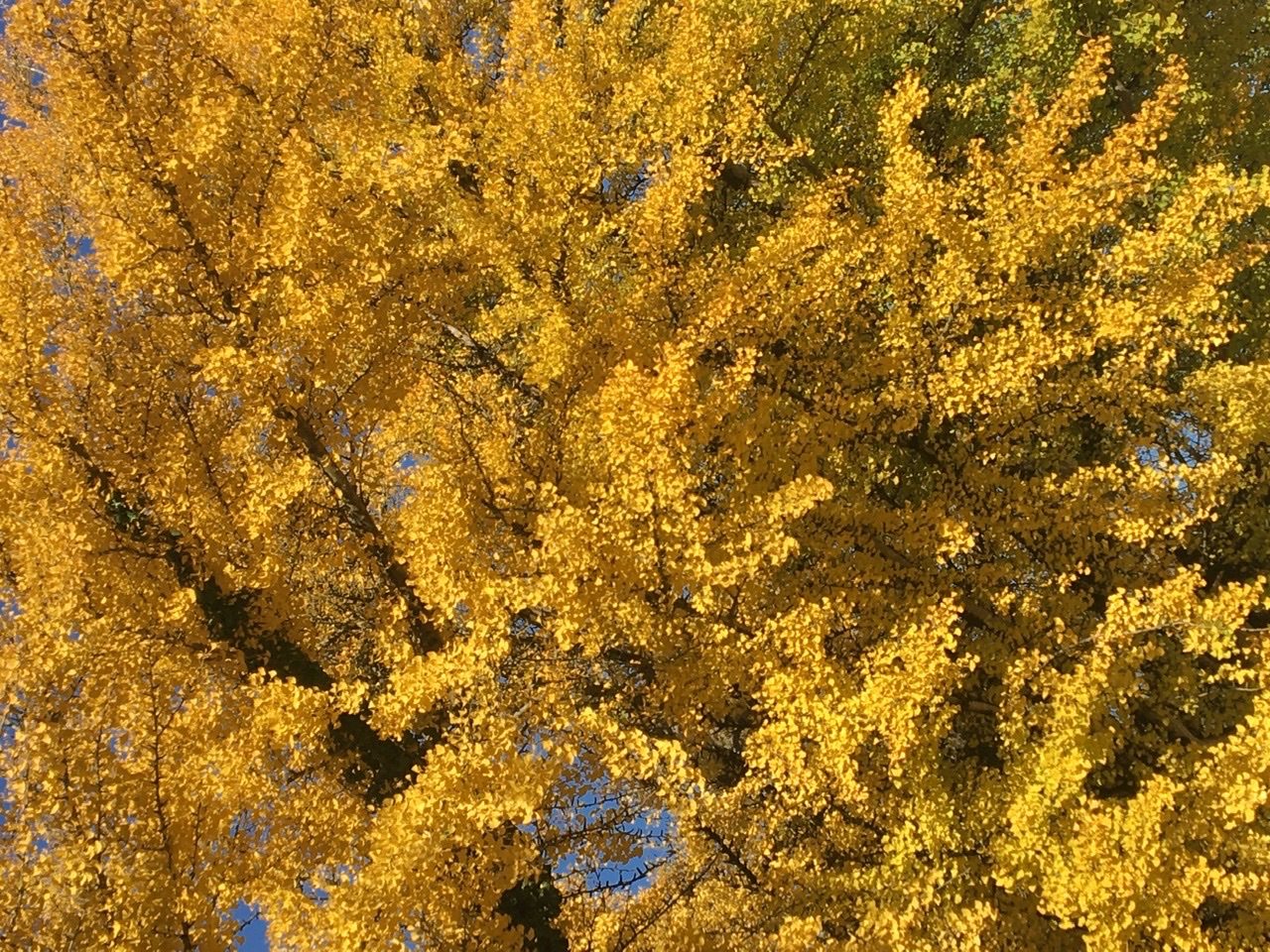 Close-up photograph of a ginkgo tree