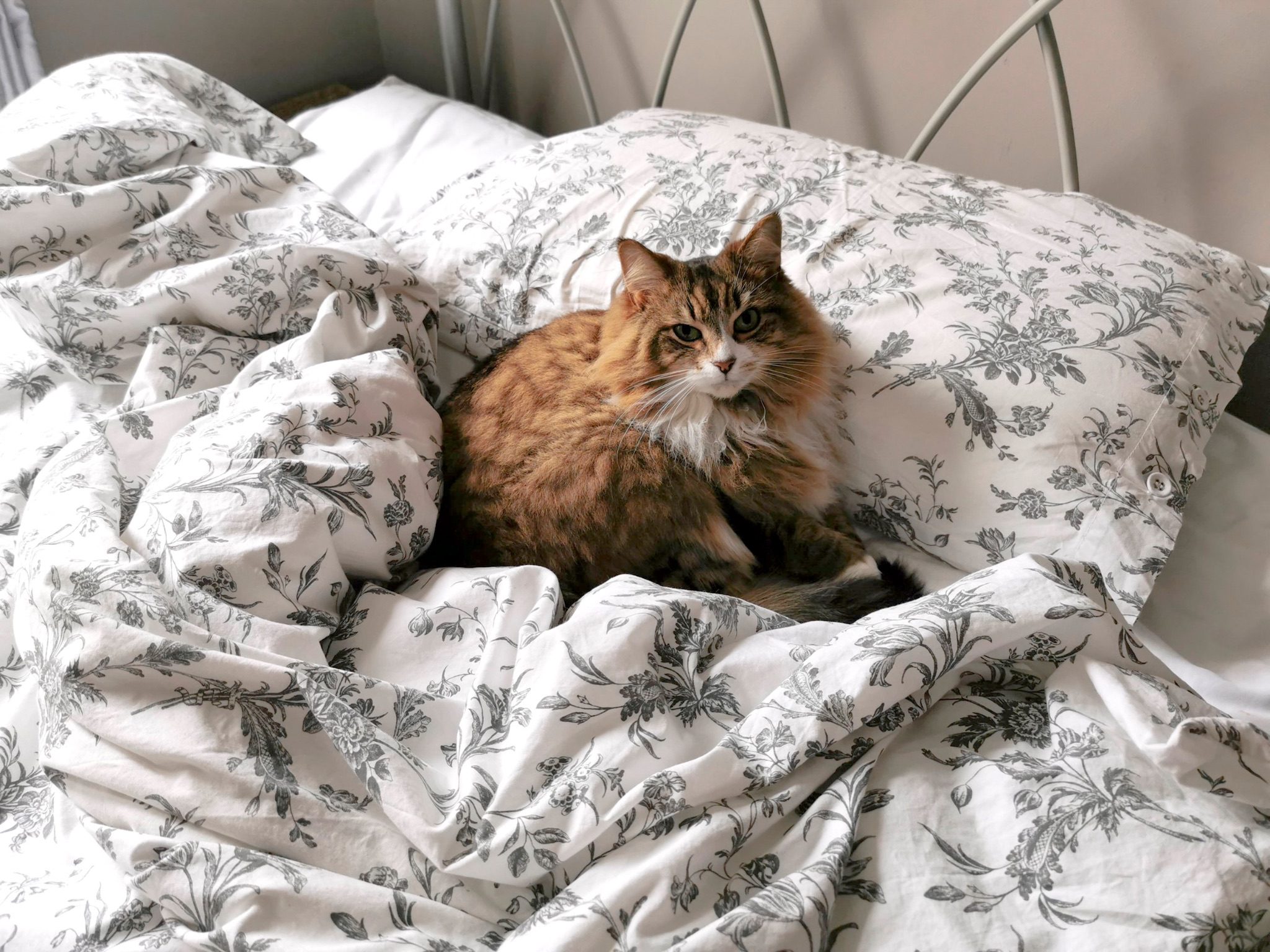 A fluffy tabby cat sits in a bed with a duvet surrounding it and a pillow behind it