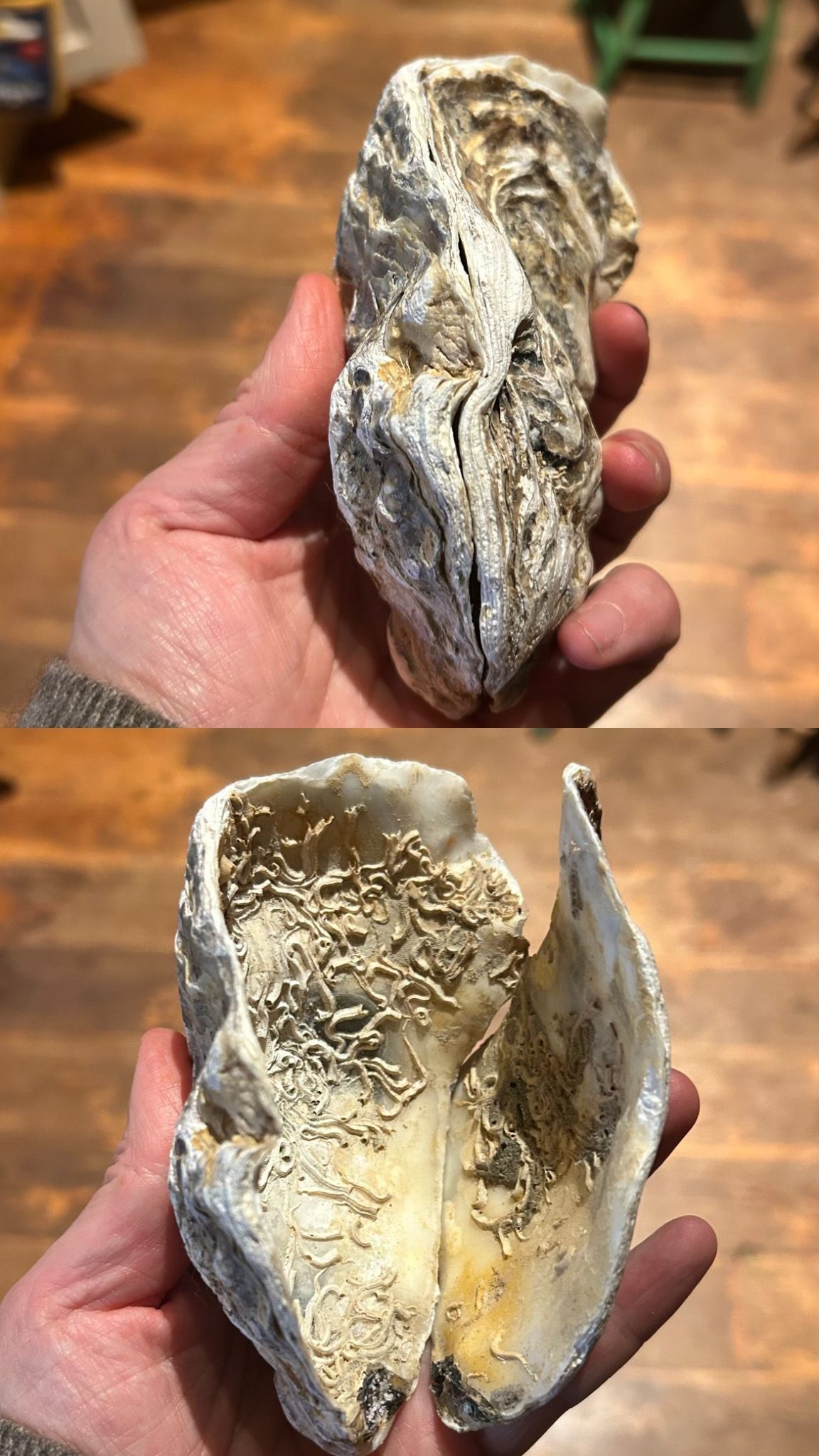 Two photos side by side of a large oyster shell one closed one open showing a plattern left by worms (i think)