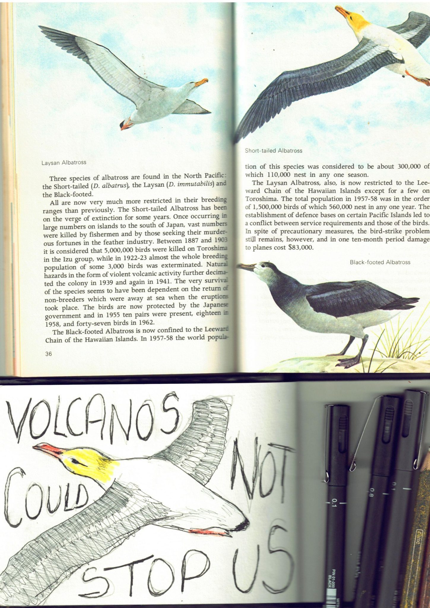 a page from a sea bird book with info ABOUT 3 ALBATROSS SPECIES. A SKETCH OF AN ALBATROSS BELOW WITH THE WORDS 
