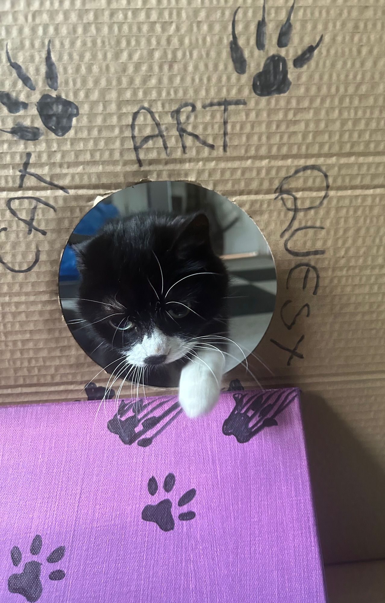 Real Cat peeping through hole cutout of cardboard and looks like she has just painted paw prints on a canvas