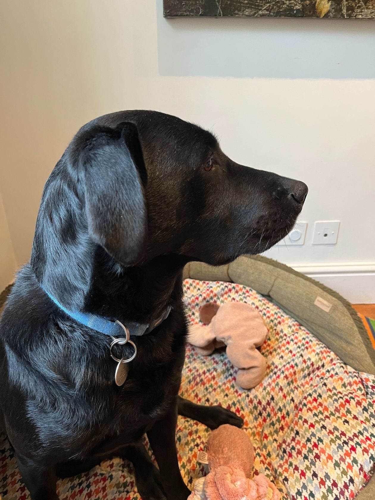 My dog is an ever increasing challenge to draw