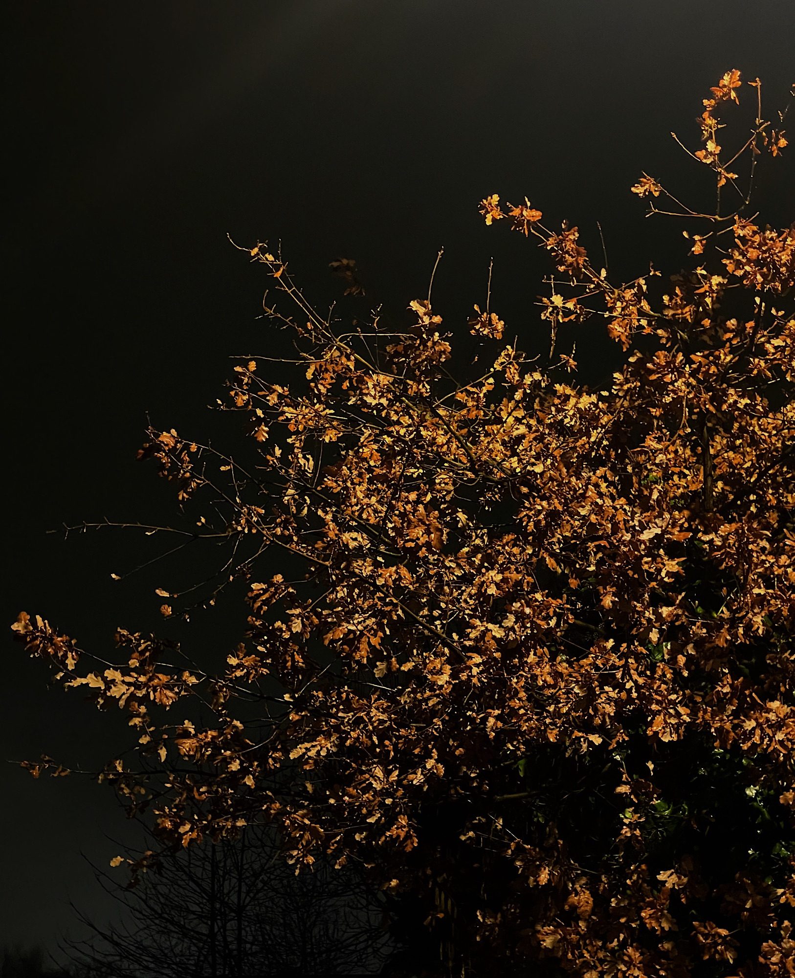 Some moons grow naturally in the sky, others are coughed up by a cow on a country lane, splattering the surrounding trees with light