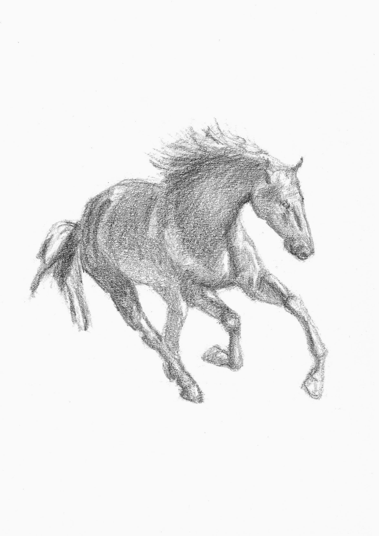 A running horse