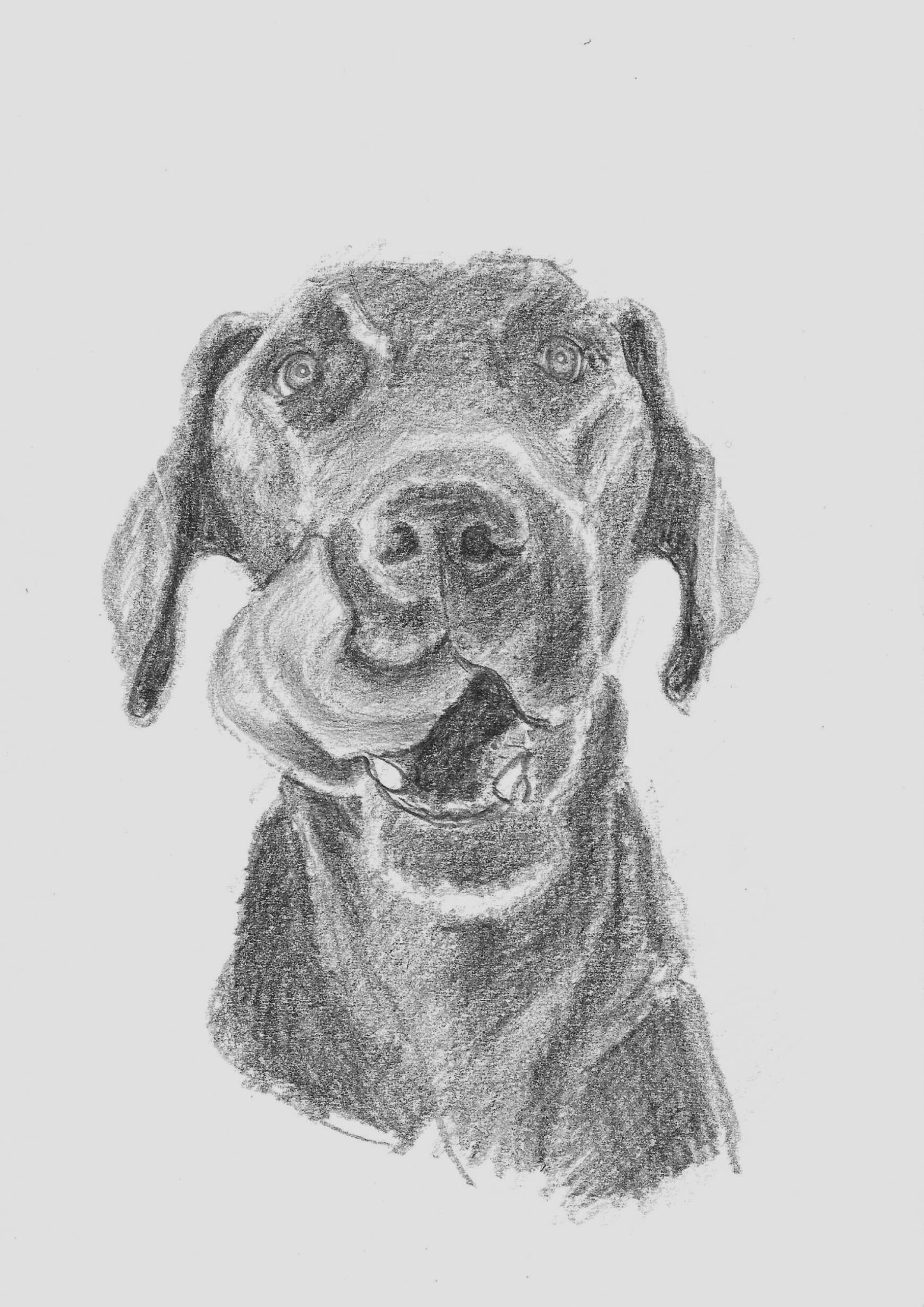 Dog drawn in pencil
