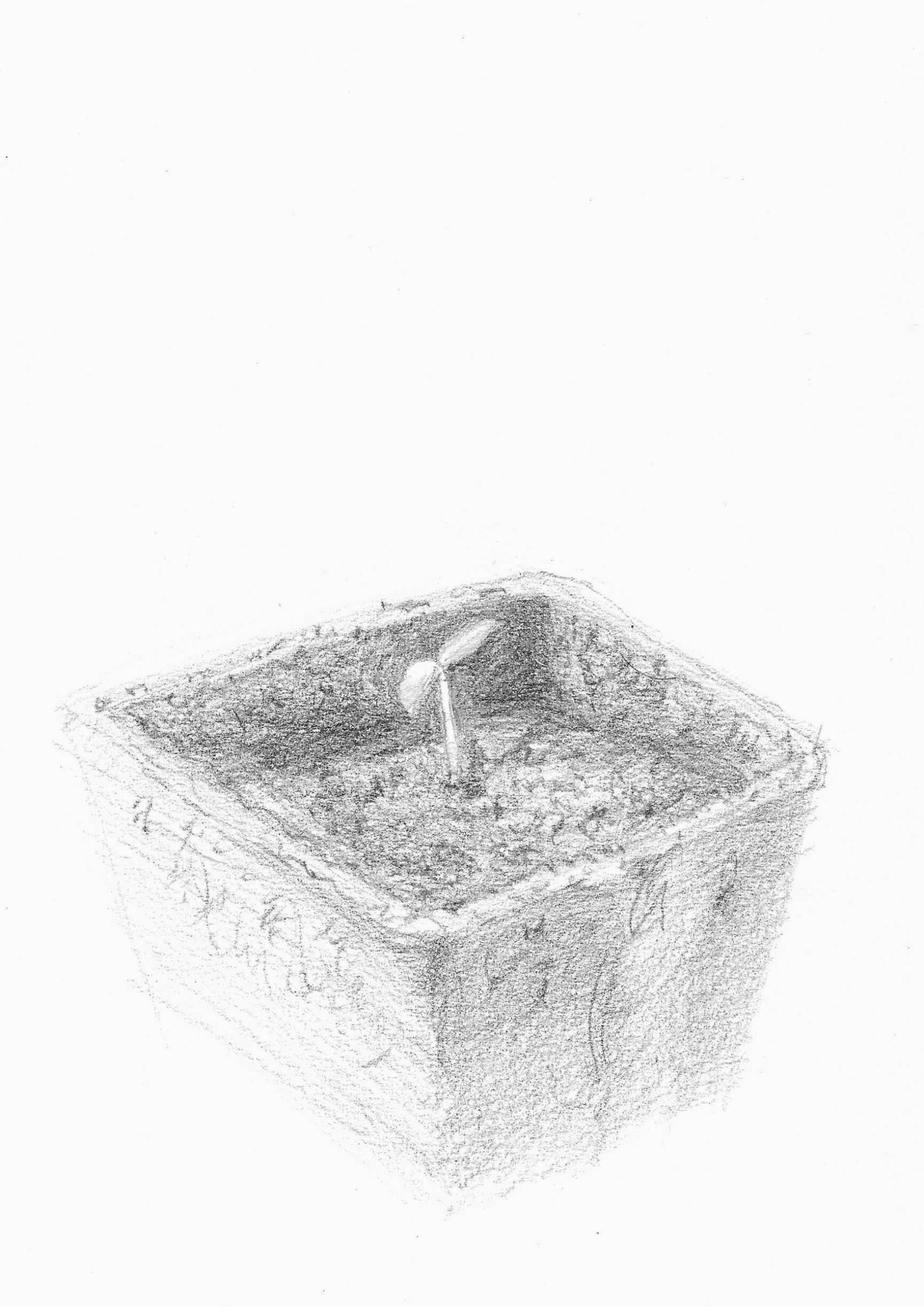 A plant pot with a green sprout