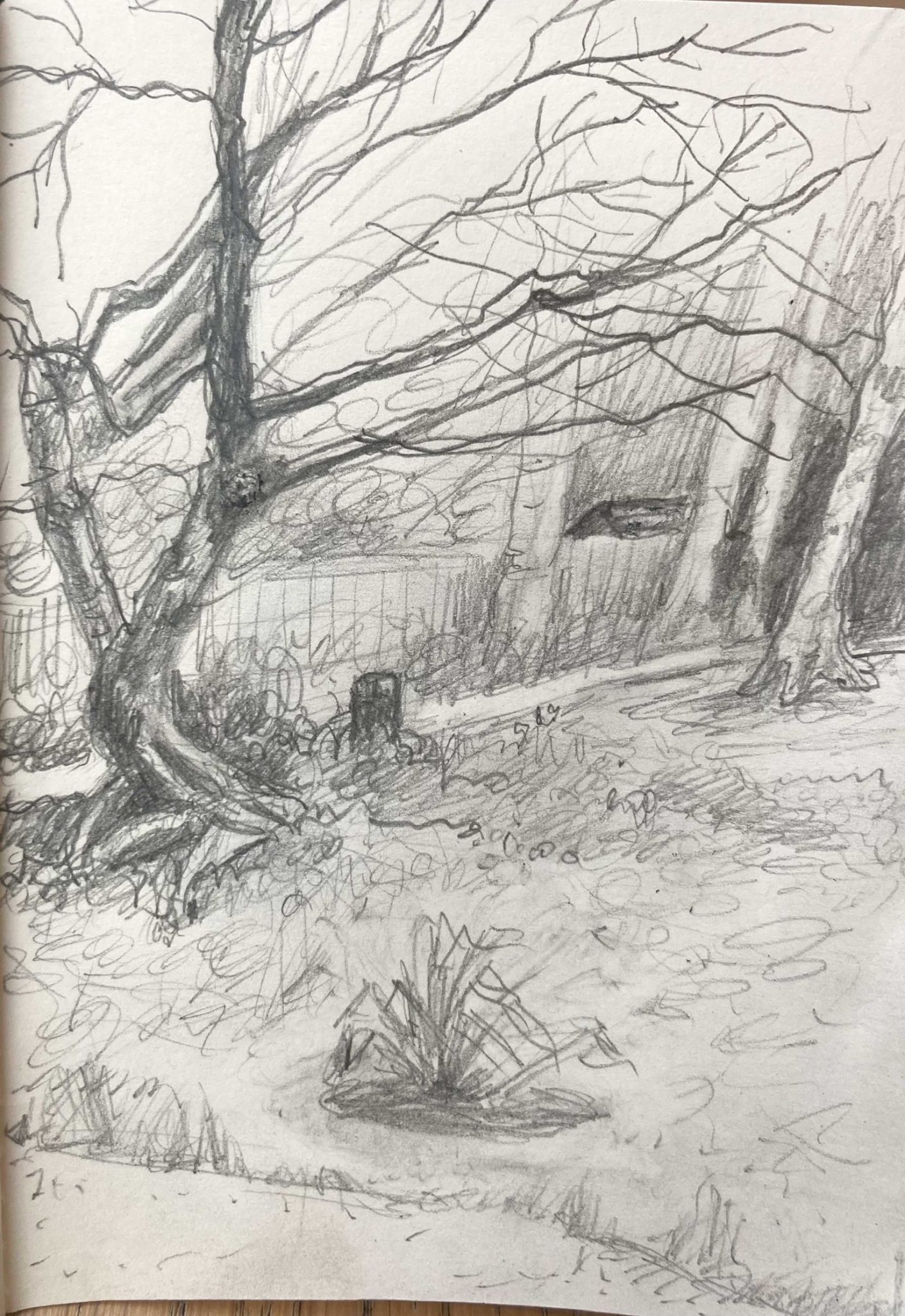 Pencil drawing on paper of a garden with trees and shrubs, first flowers