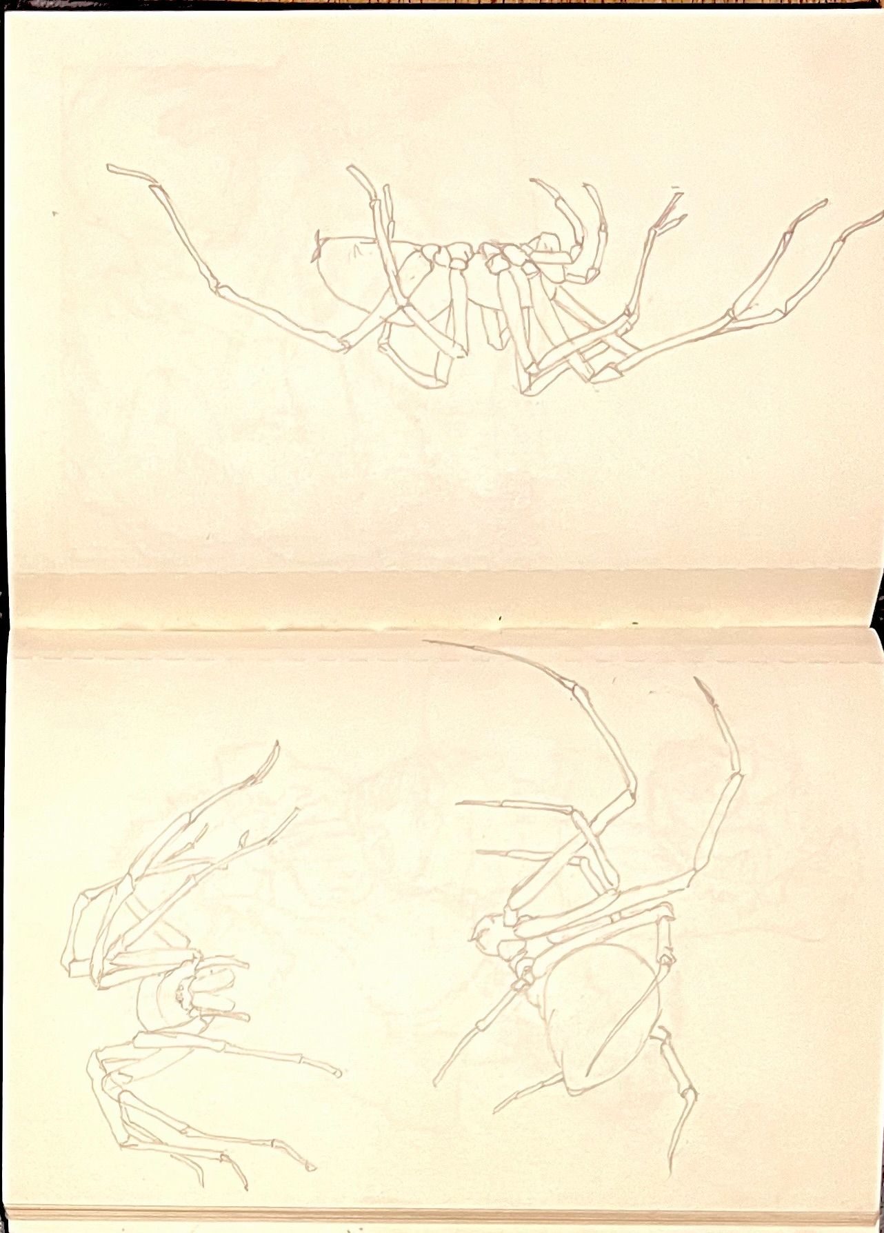 Pencil drawings of spider