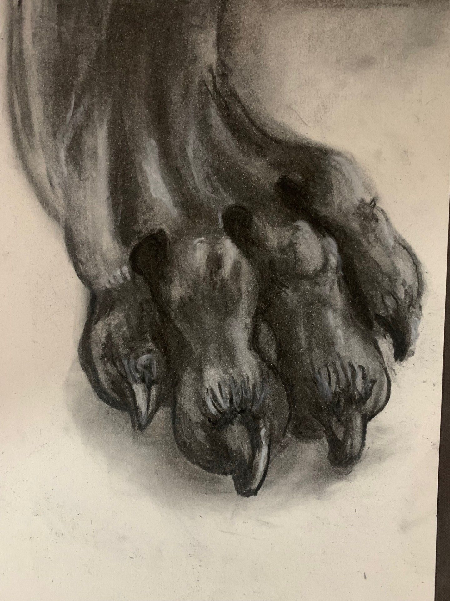 A feline claw that looks like sort of thing you'd find of the feet of old regency furniture rendered in charcol