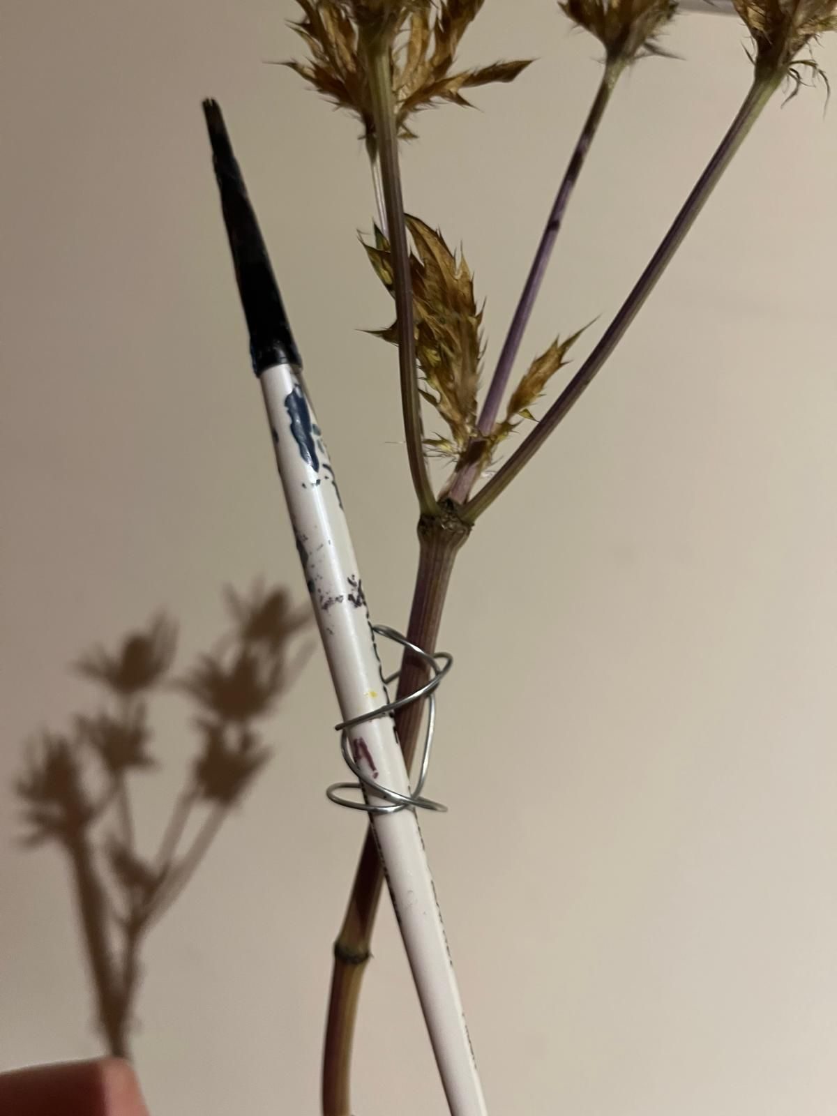paint brush attached to a thistle stem