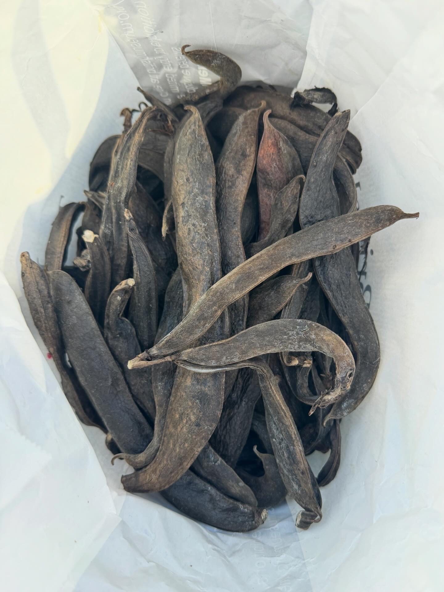 A photo of broad bean seed pods, dried and dark.