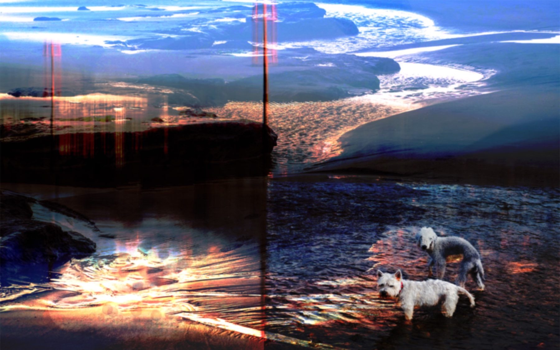 A composite of 3 images, 2 ICMs at Amroth beach combined with dogs having a paddle