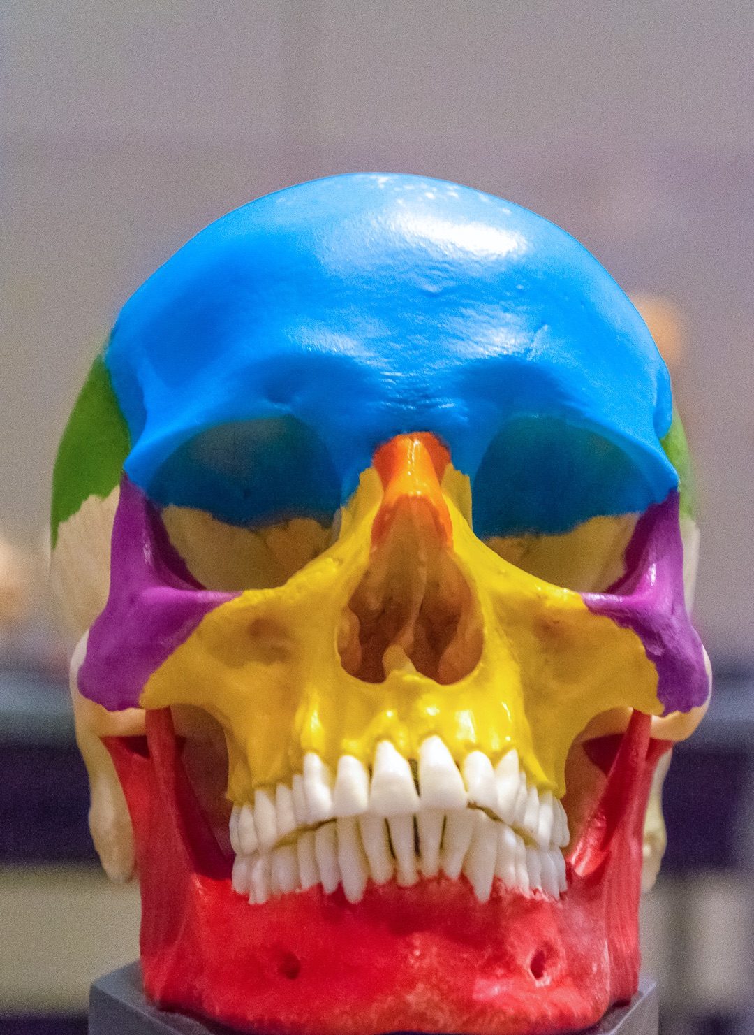 A photo of a vibrantly painted human skull