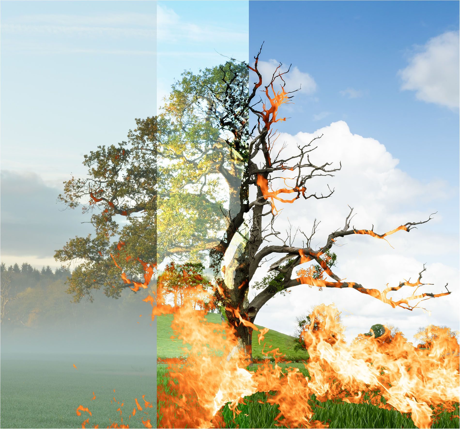 3 images blended together in Photoshop to show the dangers of fires in the wild