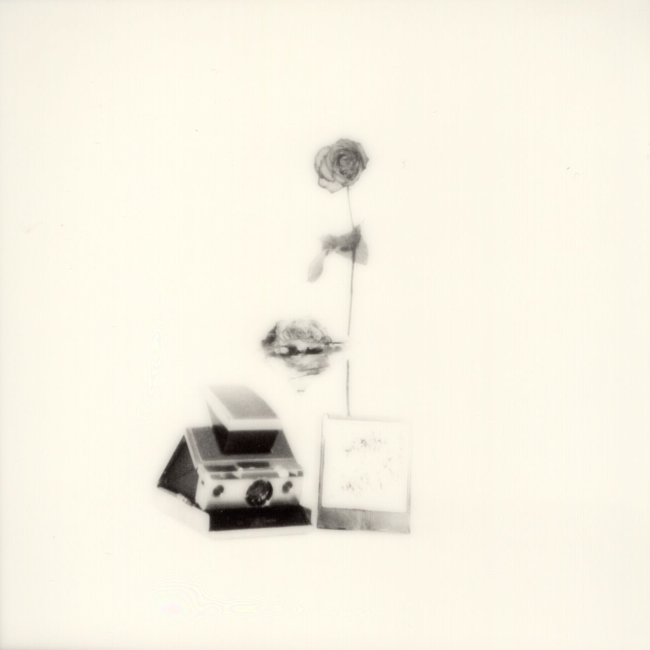 Black and White Polaroid photograph, showing very faaded still life with Polaroid camera dead roses and text