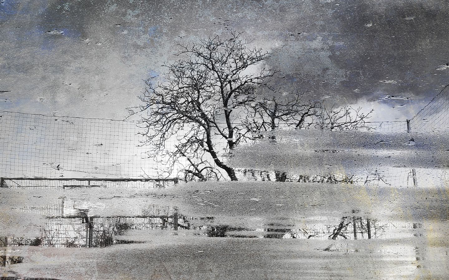 photo of a tree and a basketball hoop reflected in patches and puddles