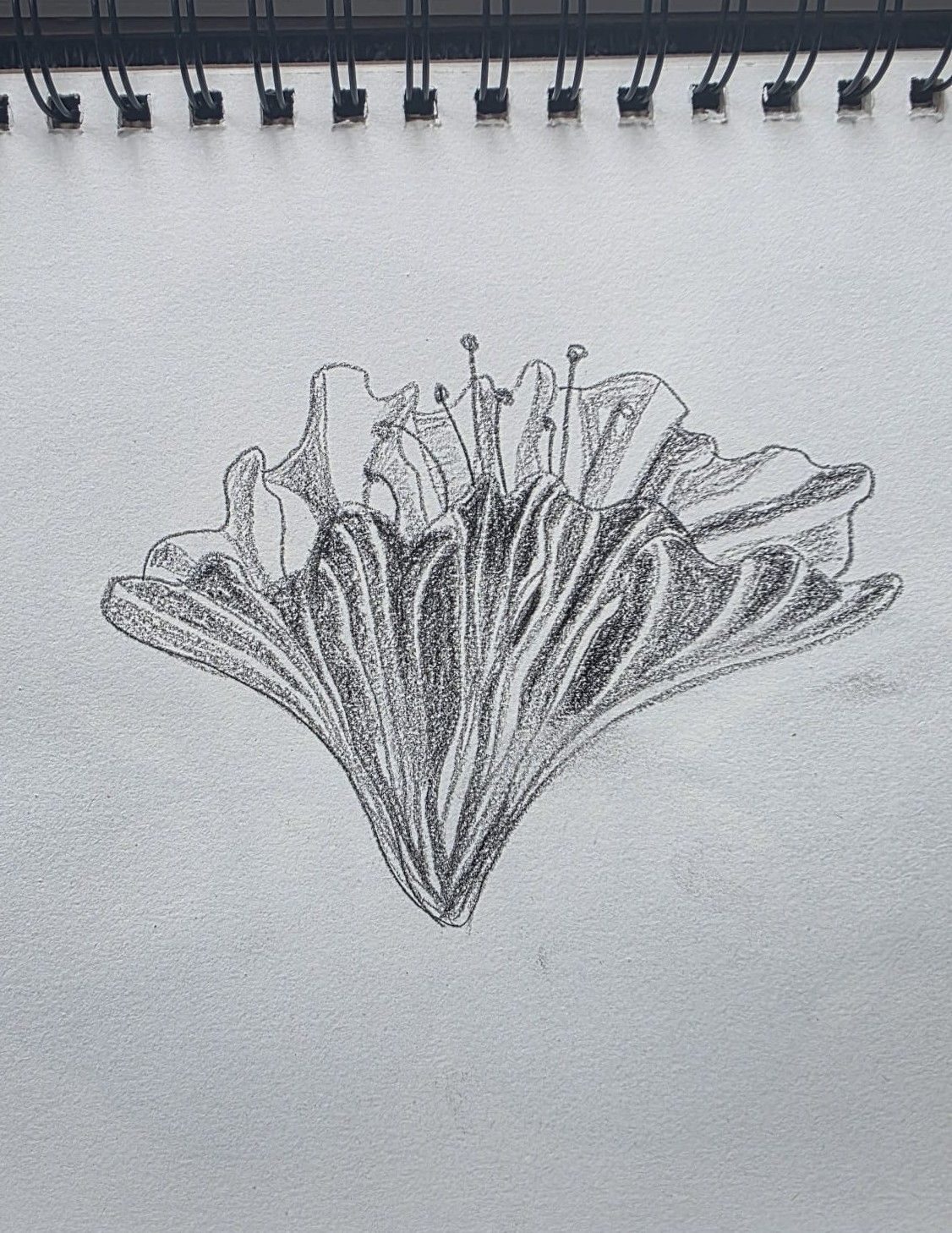 Pencil drawing of a hybiscus flower from memory