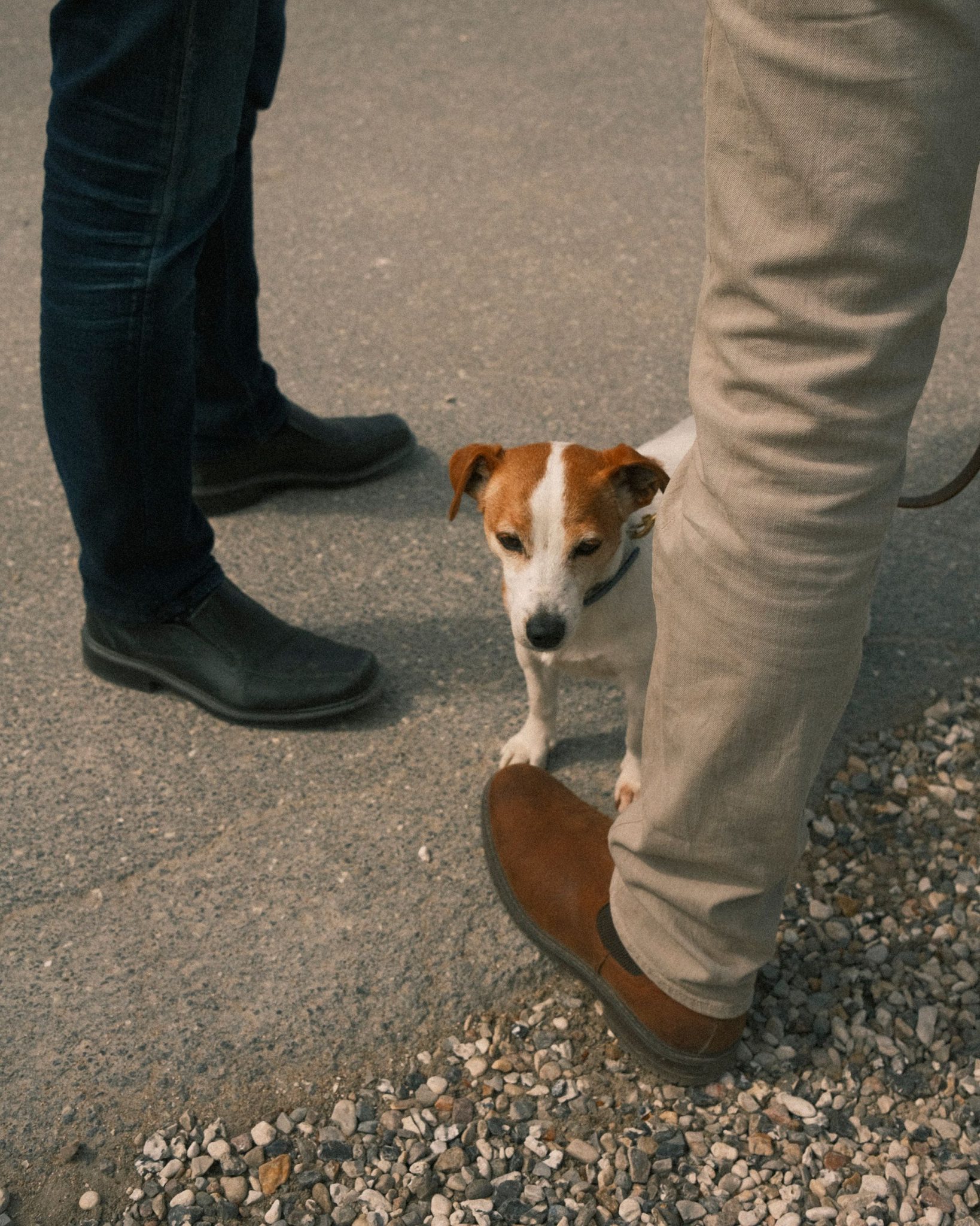 A photograph of a dog looking back