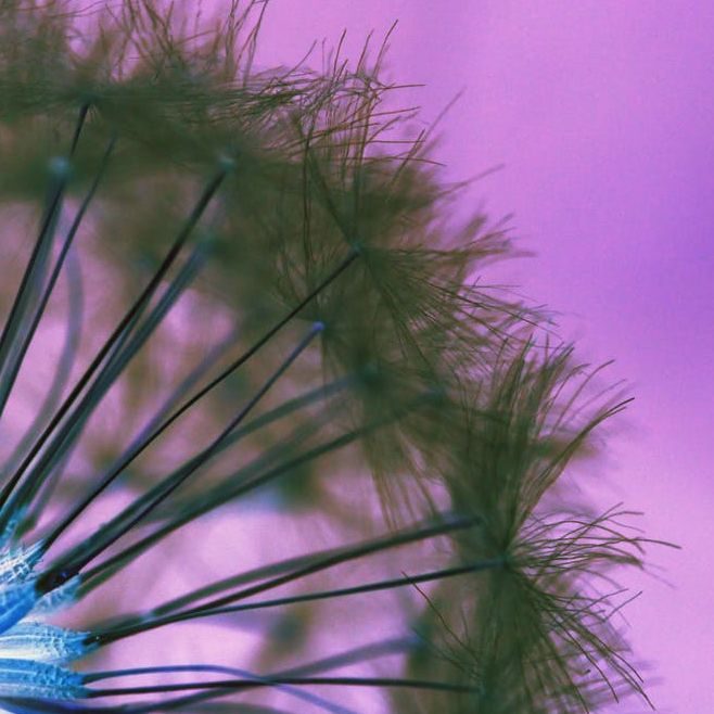 A photo of a Dandelion seed which I've played with on Photoshop so it's cropped close and purple, green and blue instead of real colours.