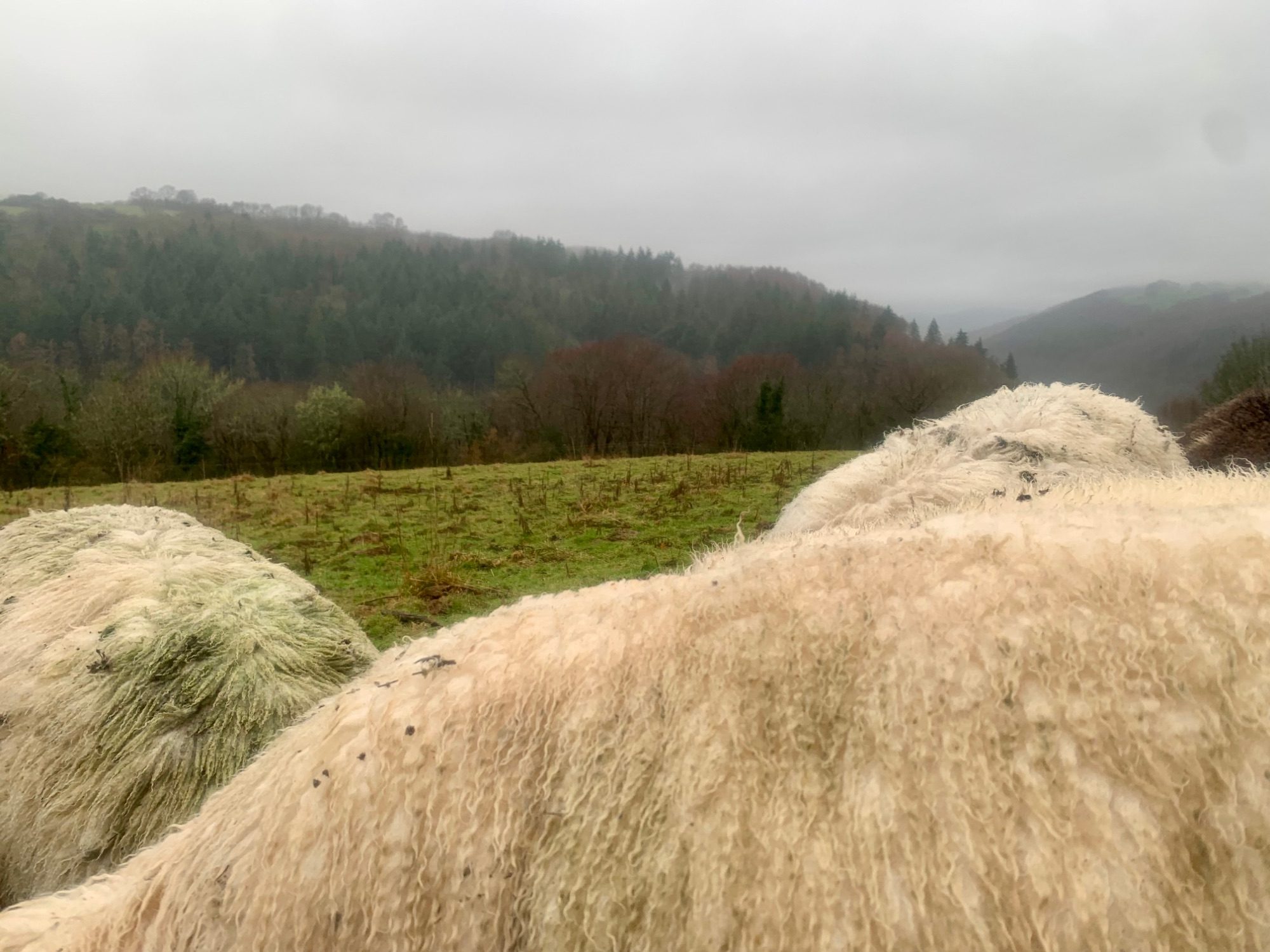 Sheep merge with the hilly landscape. Their bodies look like they could be mountain tops.