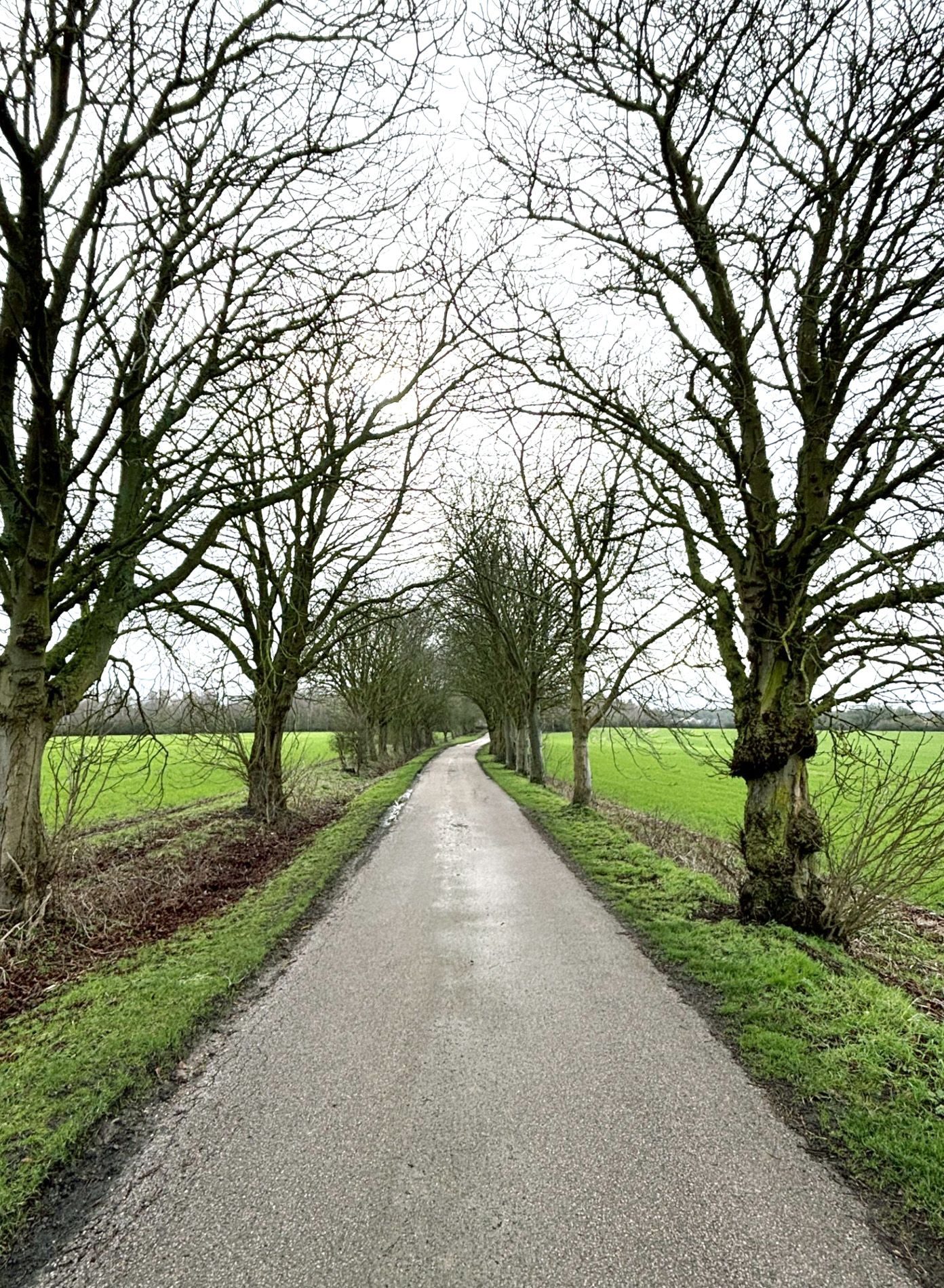 A photograph of a rural country lane with overhanging branches.