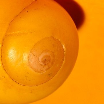 contents of my pocket