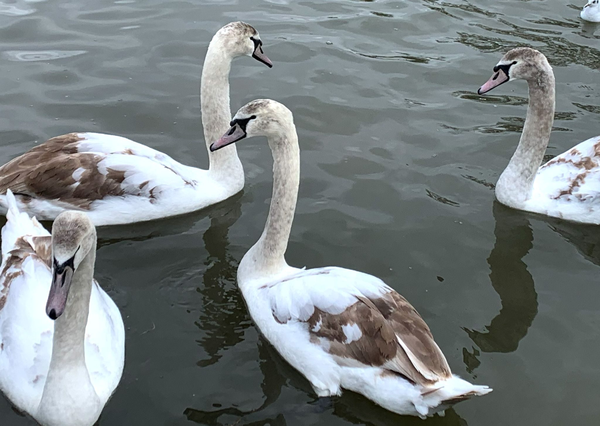 Searching and Networking