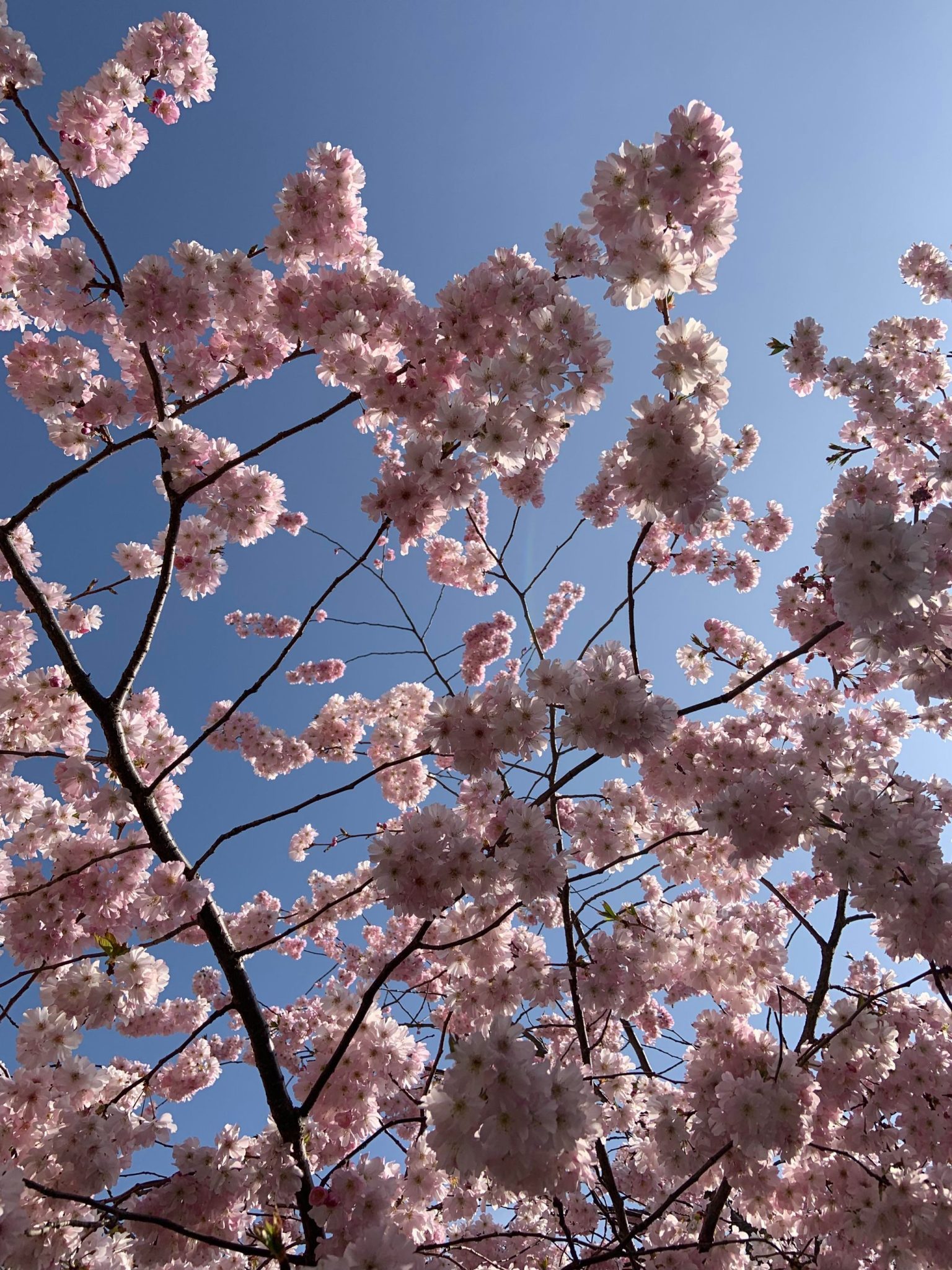 Photograph of blossom against bright blue sky