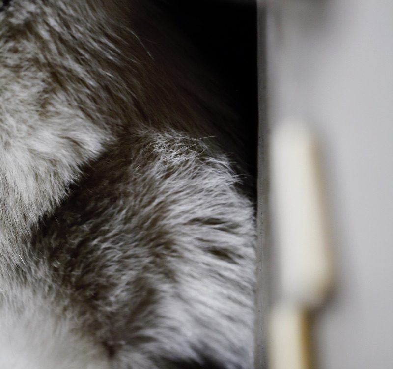 dog and pocket accessories