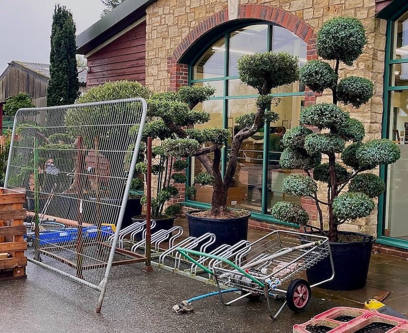 A line of heavily pruned ornamental trees in containers