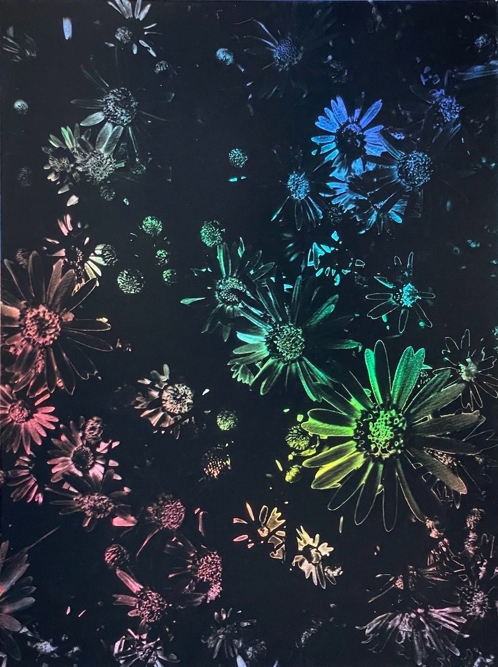 Daisy image with rainbow daisy