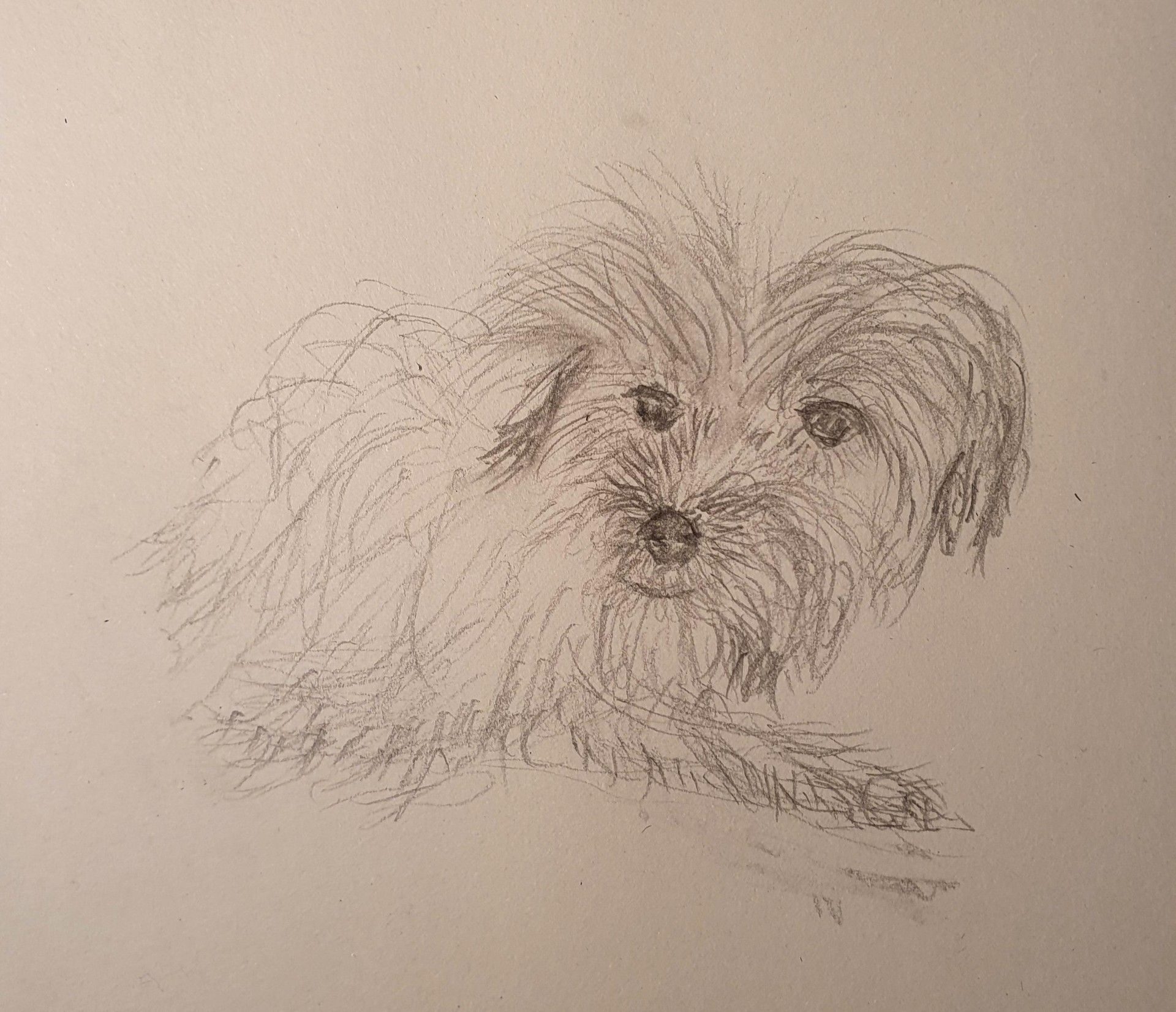 Pencil sketch of a scruffy dog for someone who doesn't like art, only his dog