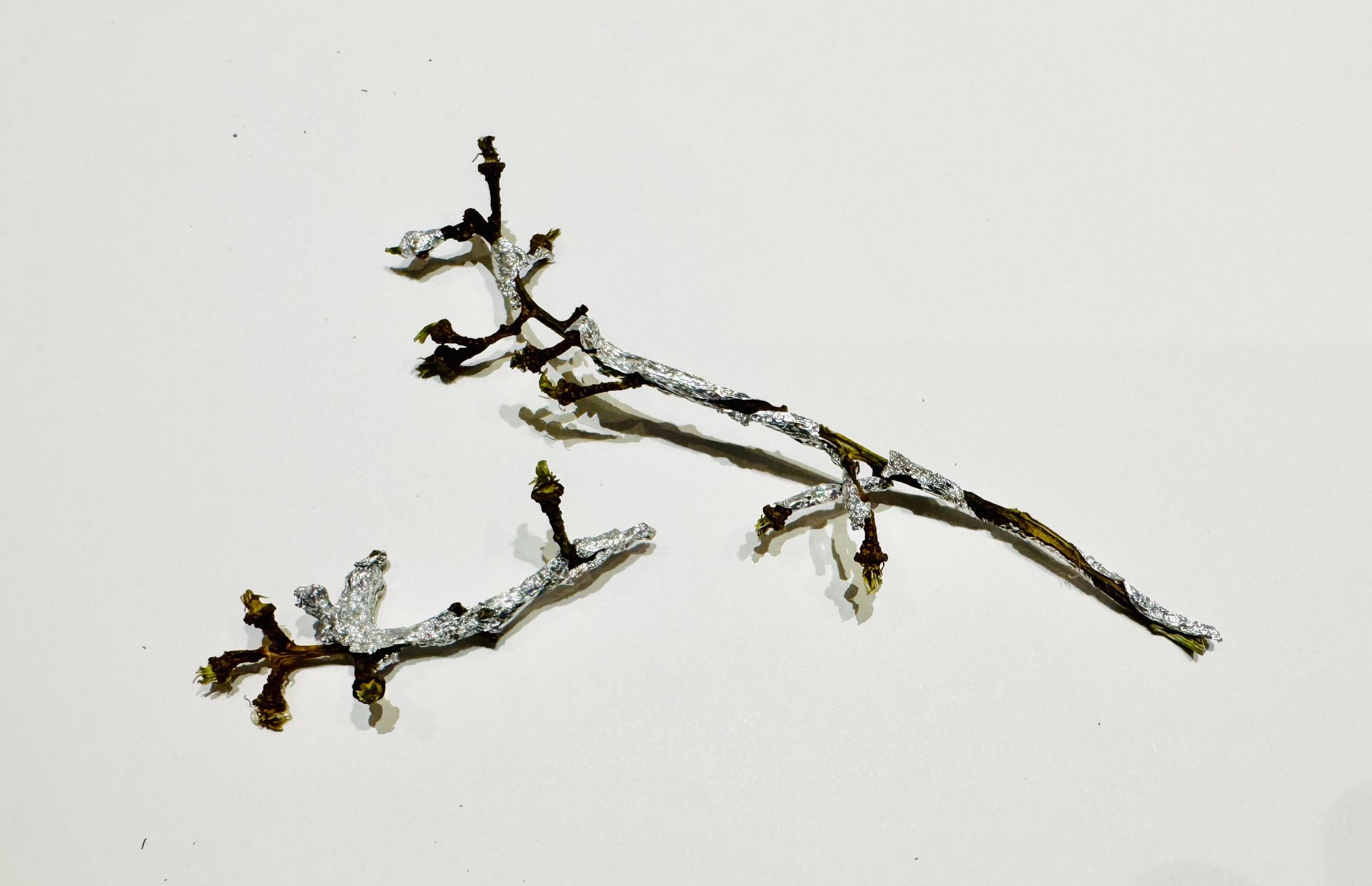 grape stem partially wrapped in sweetie silver foil