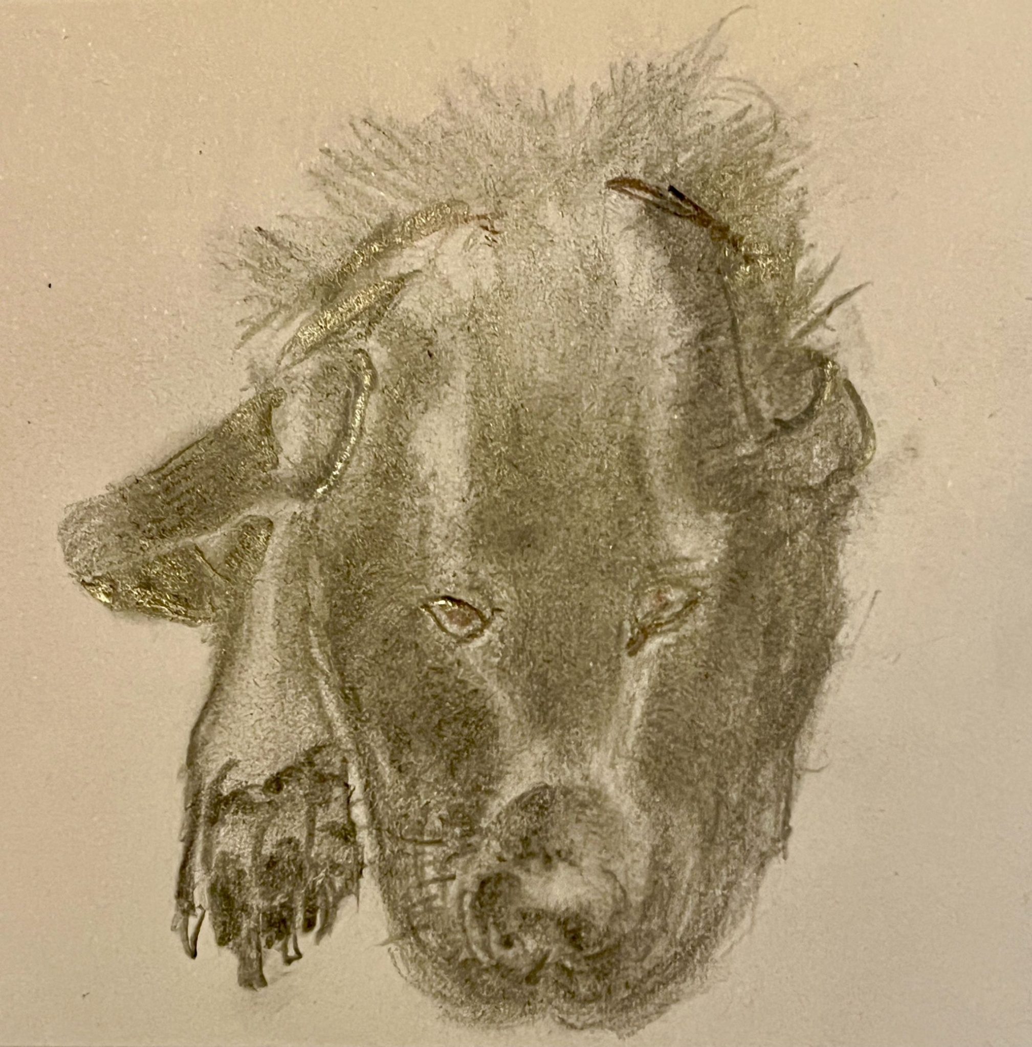 Working with graphite crayon to capture shadow and highlights of my dog