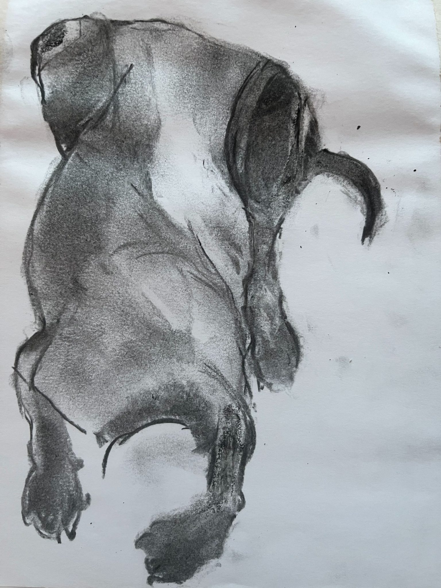 willow charcoal to depict the differing degree of black