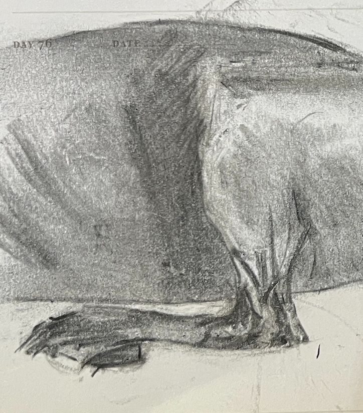 charcoal study