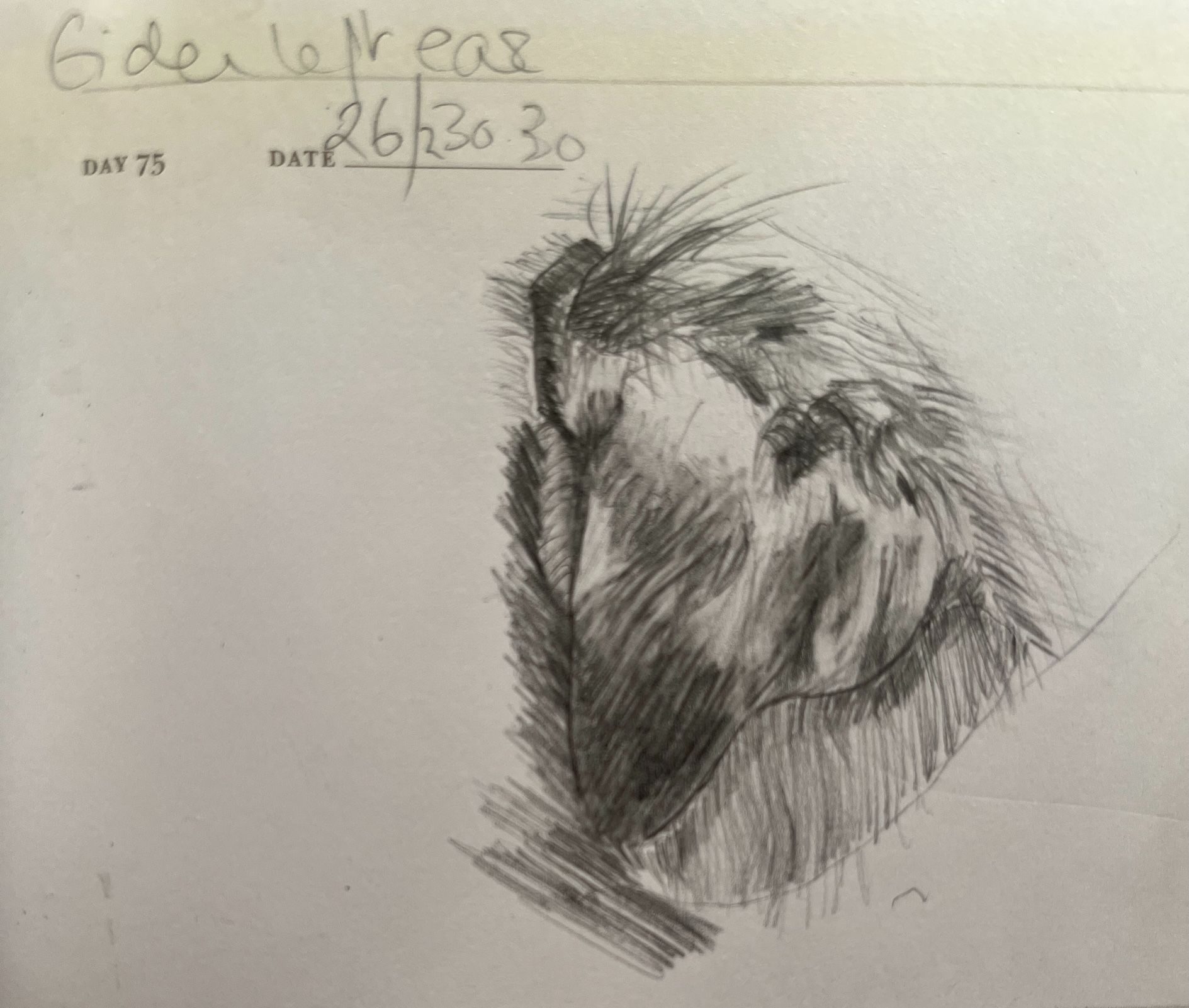 Pencil sketch of all the muscles of the ear flap