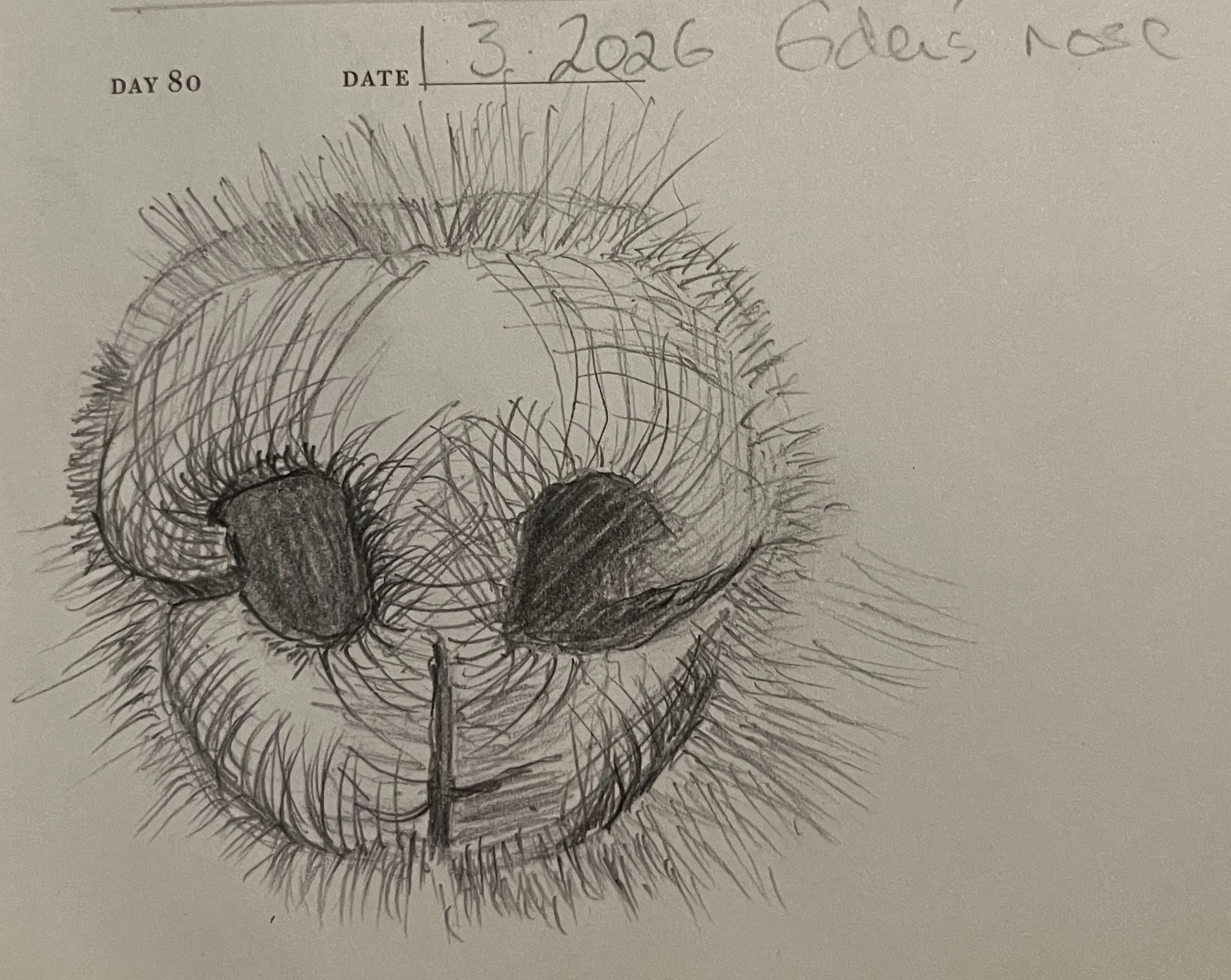 first attempt in pencil however it needs another go and be freer