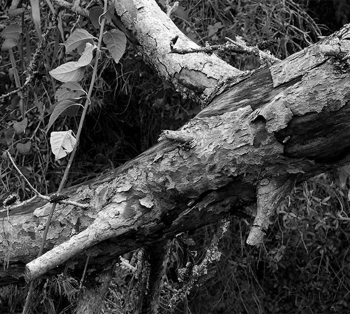 Black and white photograph of a tree trunk detail with a brach with leaves