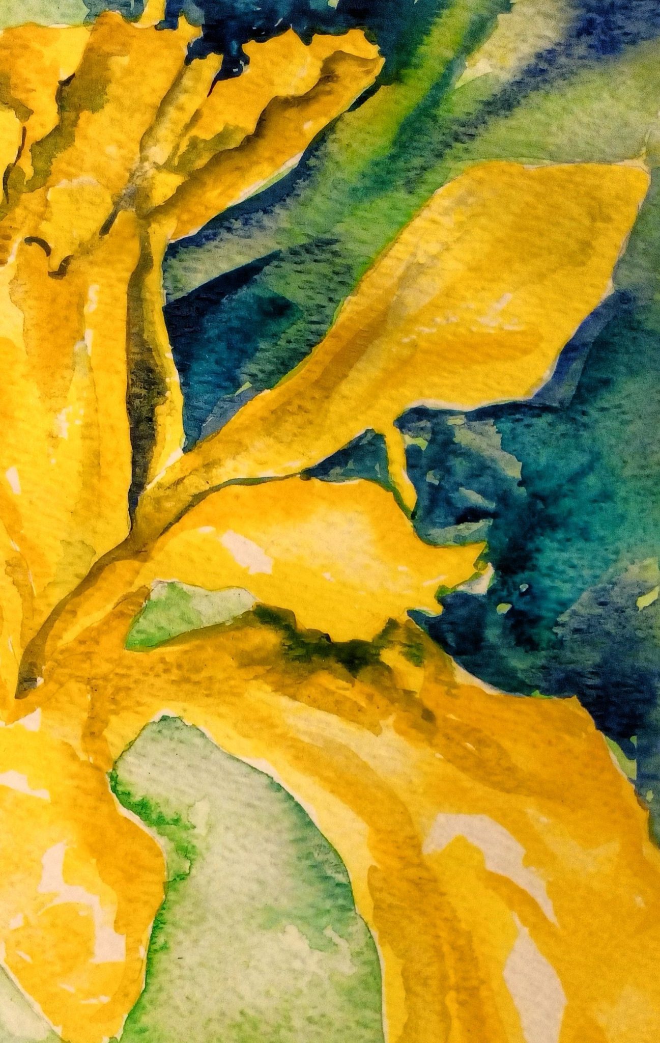 Watercolour close up painting of yellow flag iris, blue-green background