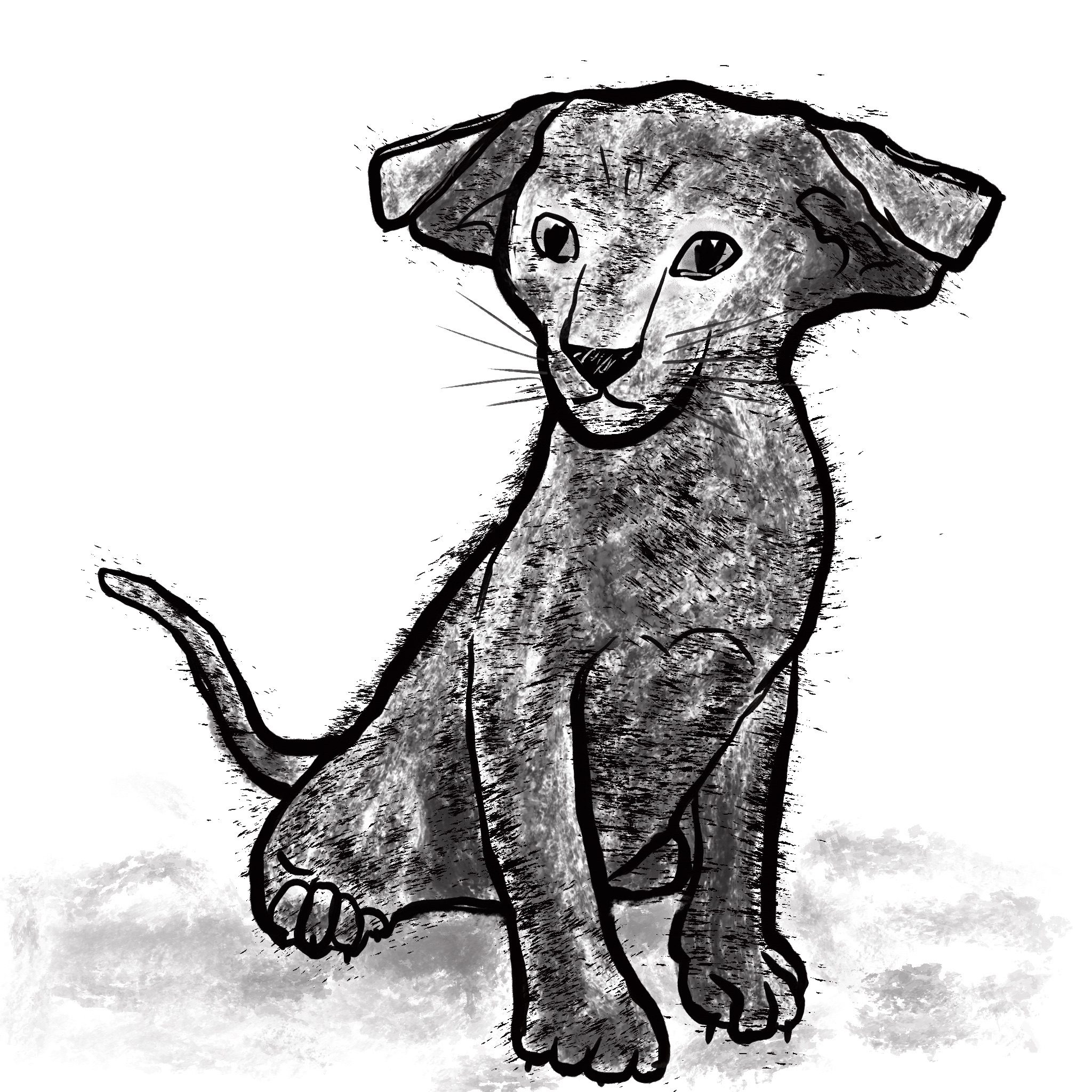 Monochrome sketch of floppy eared cat sitting on haunches