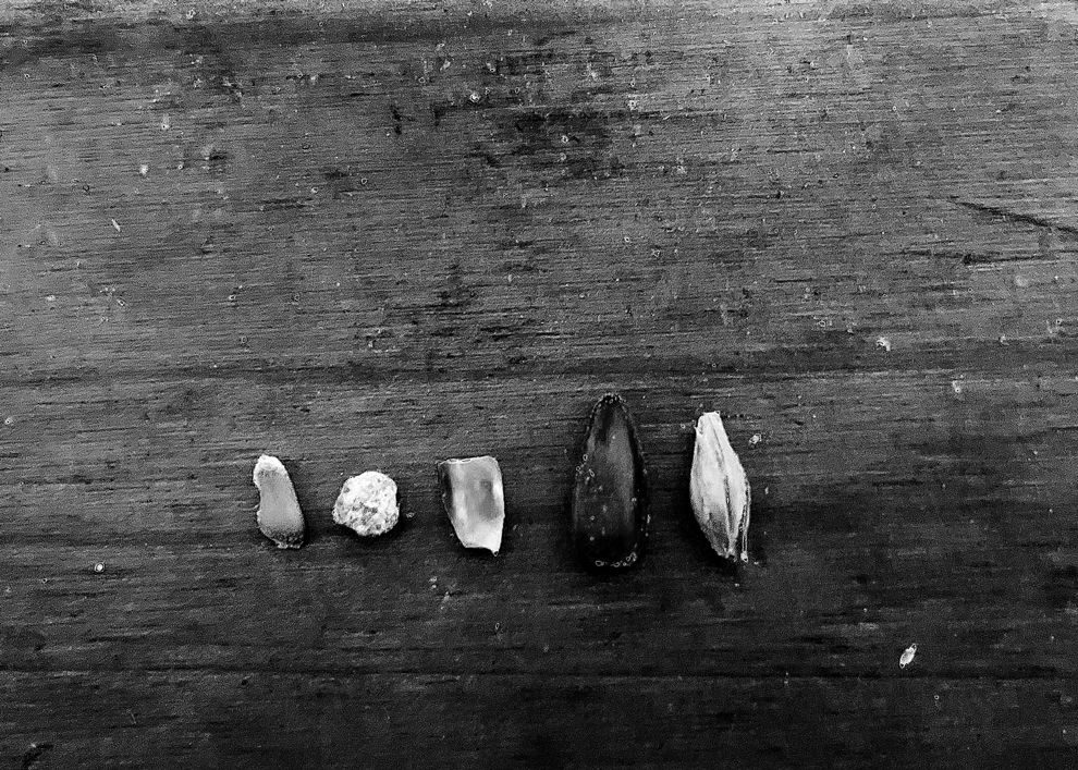 photograph of varios bird food seeds