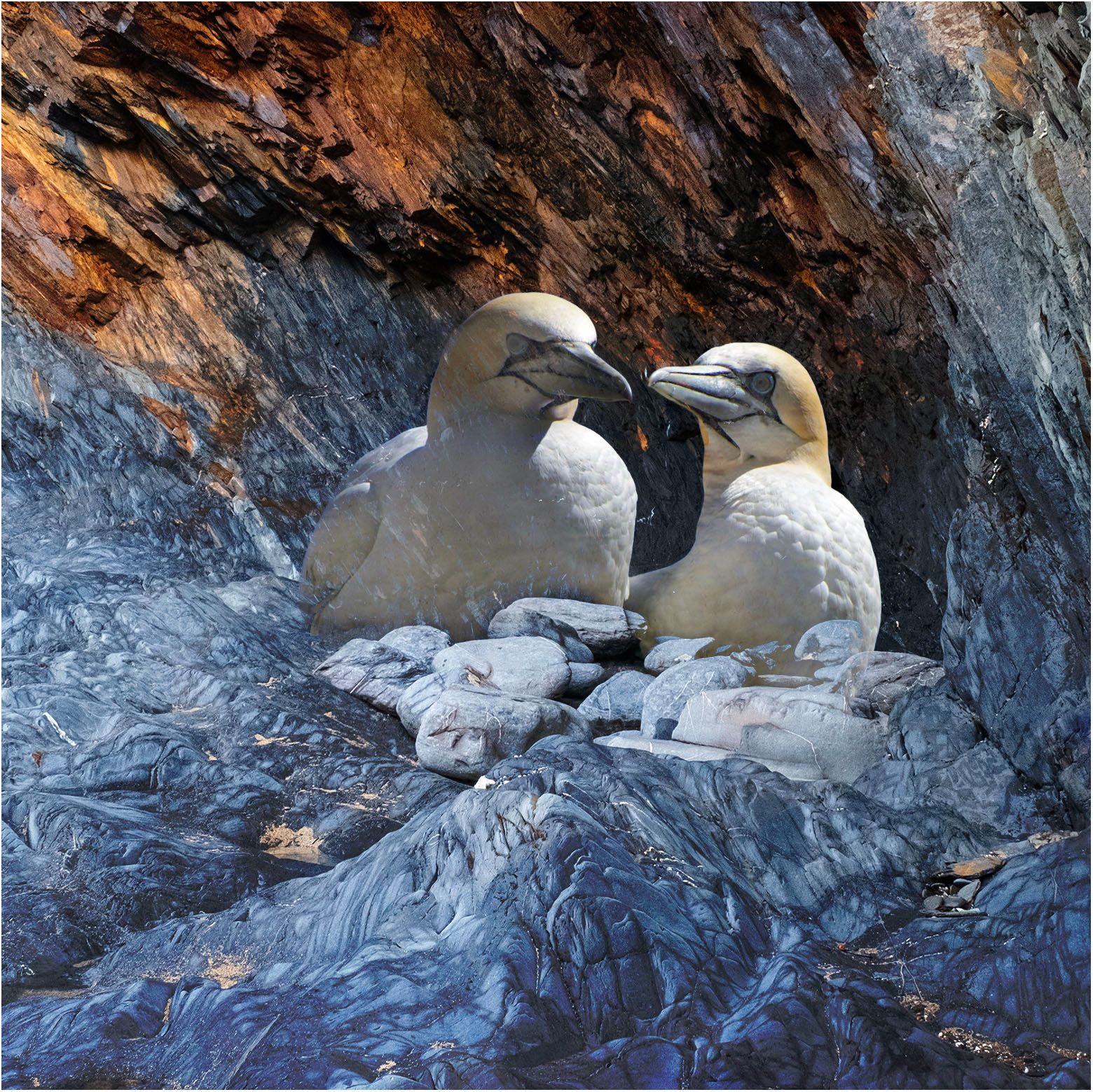 a composite of 3 images, one from Bass Rock and the other two from Porthcurnow Beach