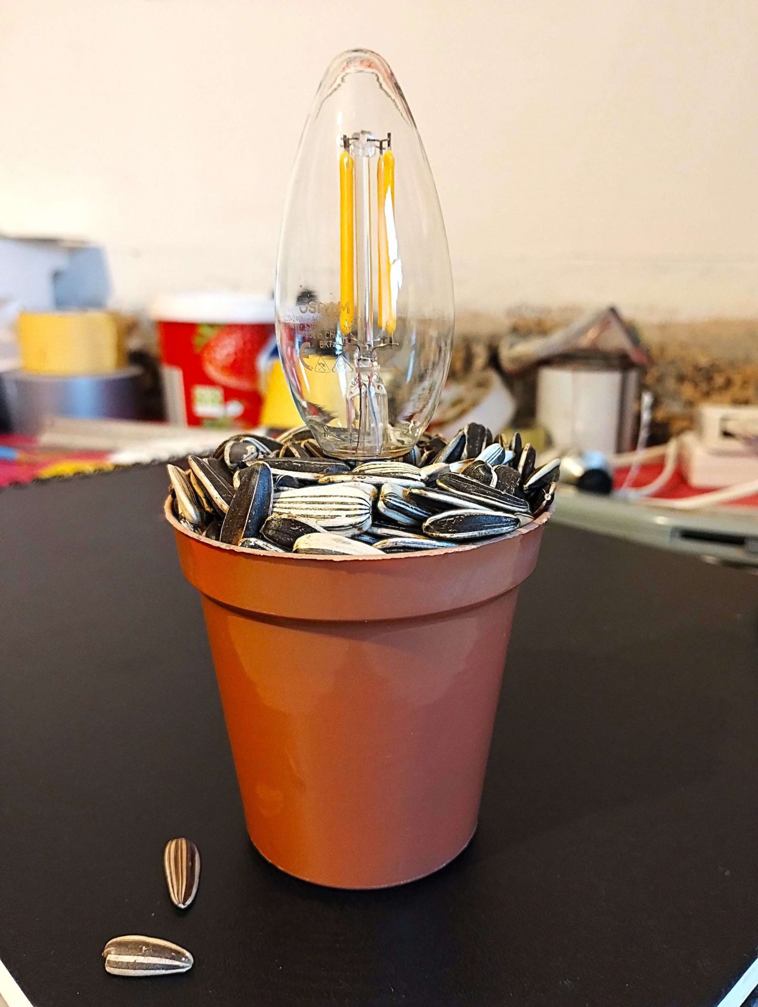 ‘Glow Up’ is a sculpture made using a flower pot full of sunflower seeds, which is growing a light bulb in the form of a cactus.