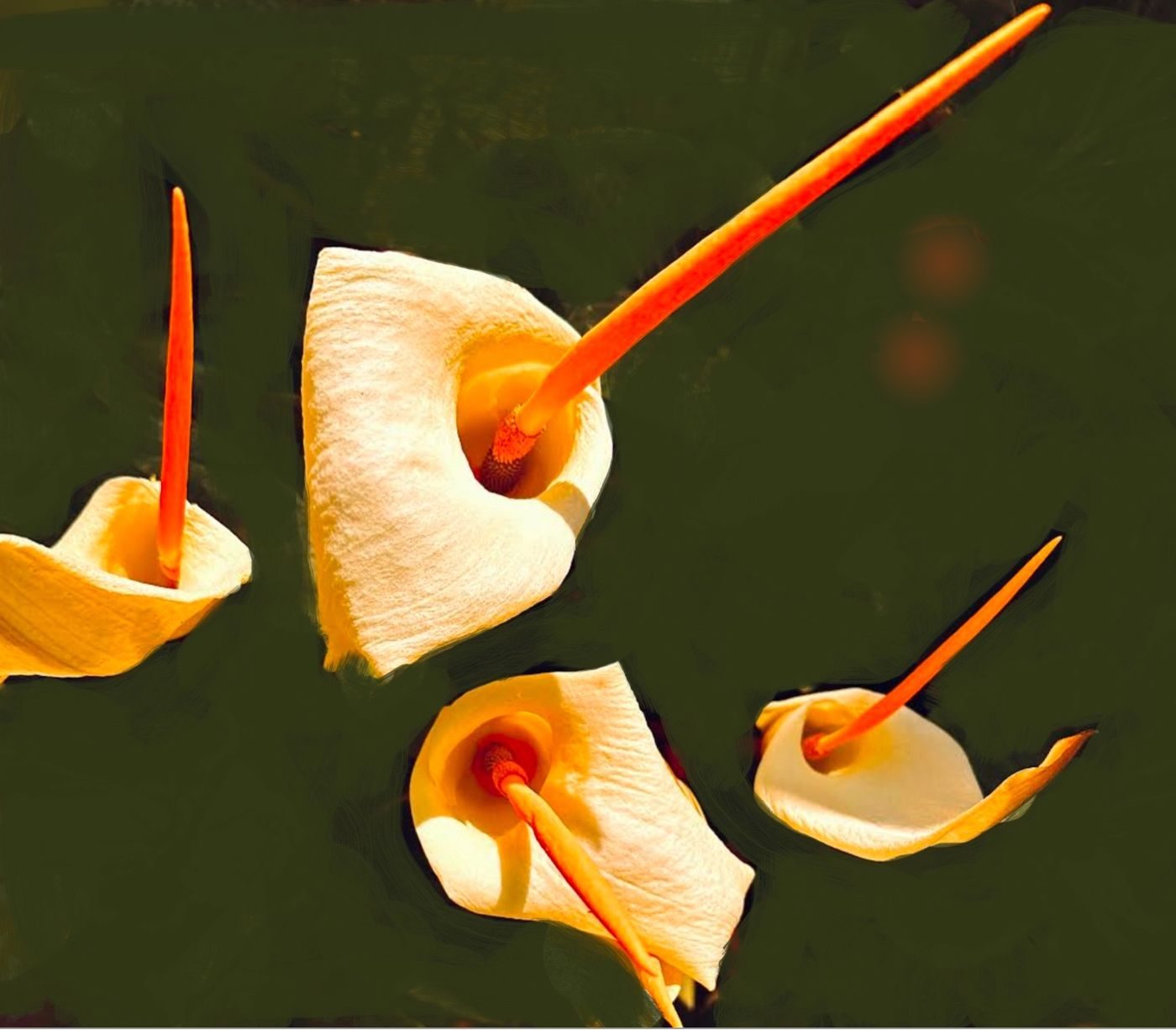 white lily flowers with long stamens only, background obliterated with green