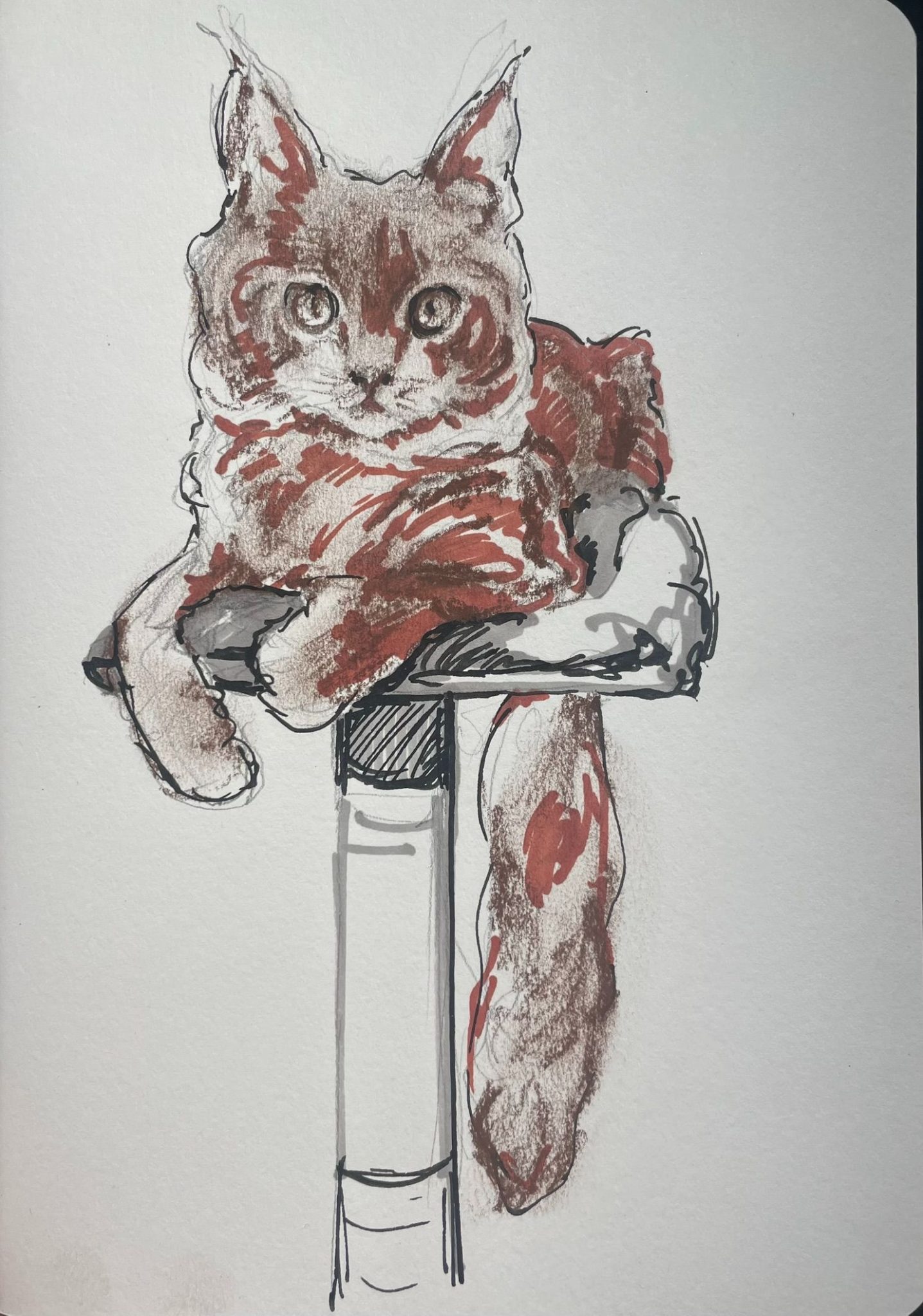 sketch of a cat