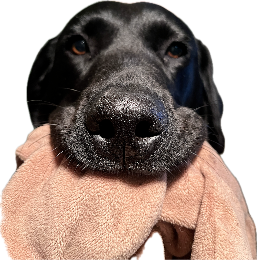 a photograph of the clever physiognomy of a dog's nose which keeps scent alive