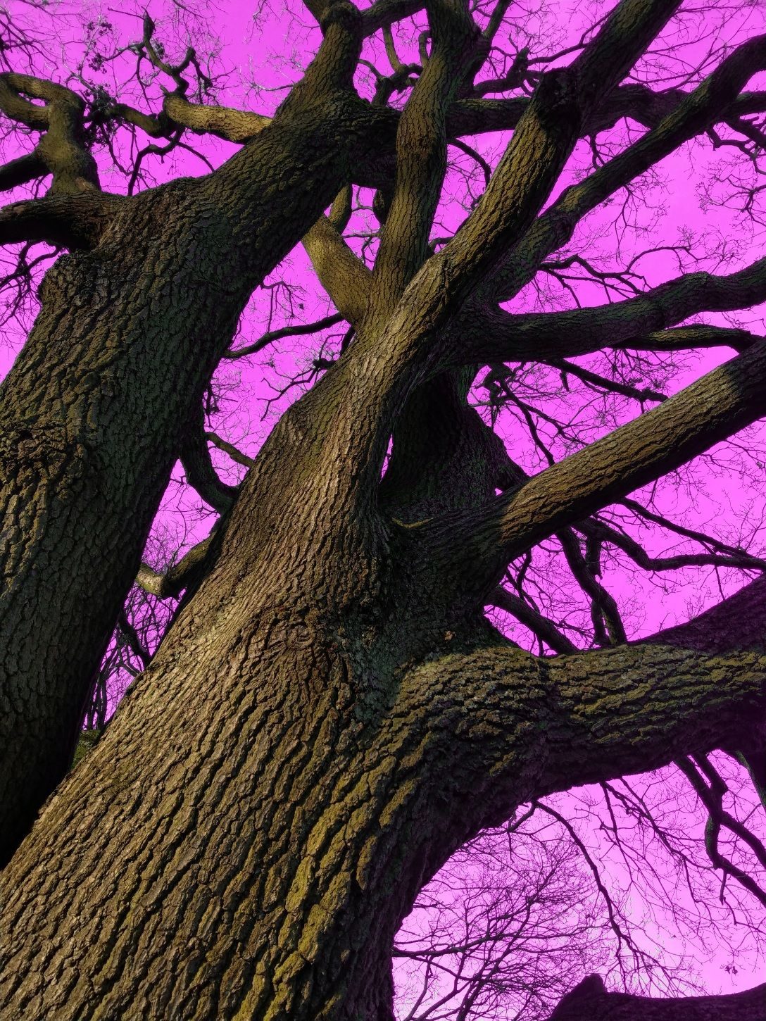 A photo of a tree with its bare branches going up to the sky, the sky is coloured in a fake neon pink