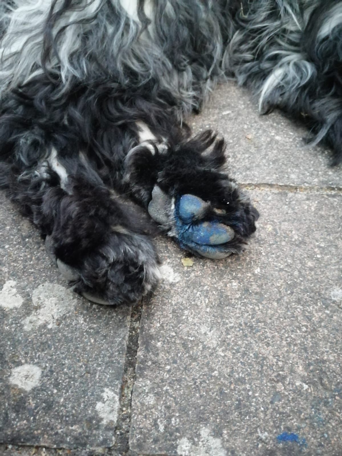 Hundepfote blau verfärbt