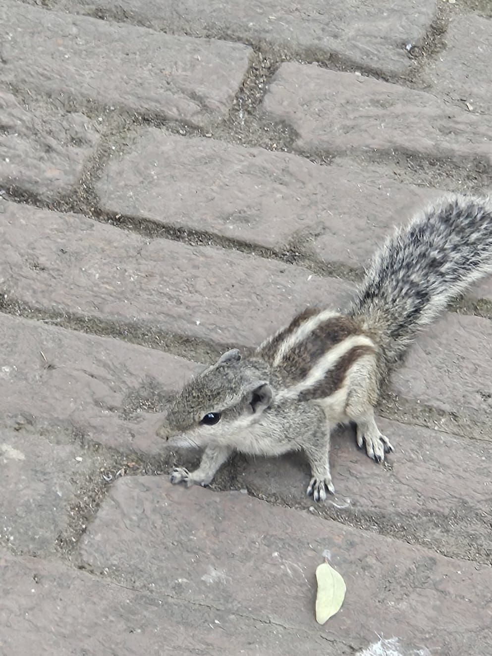 This squirrel from my garden knows everything